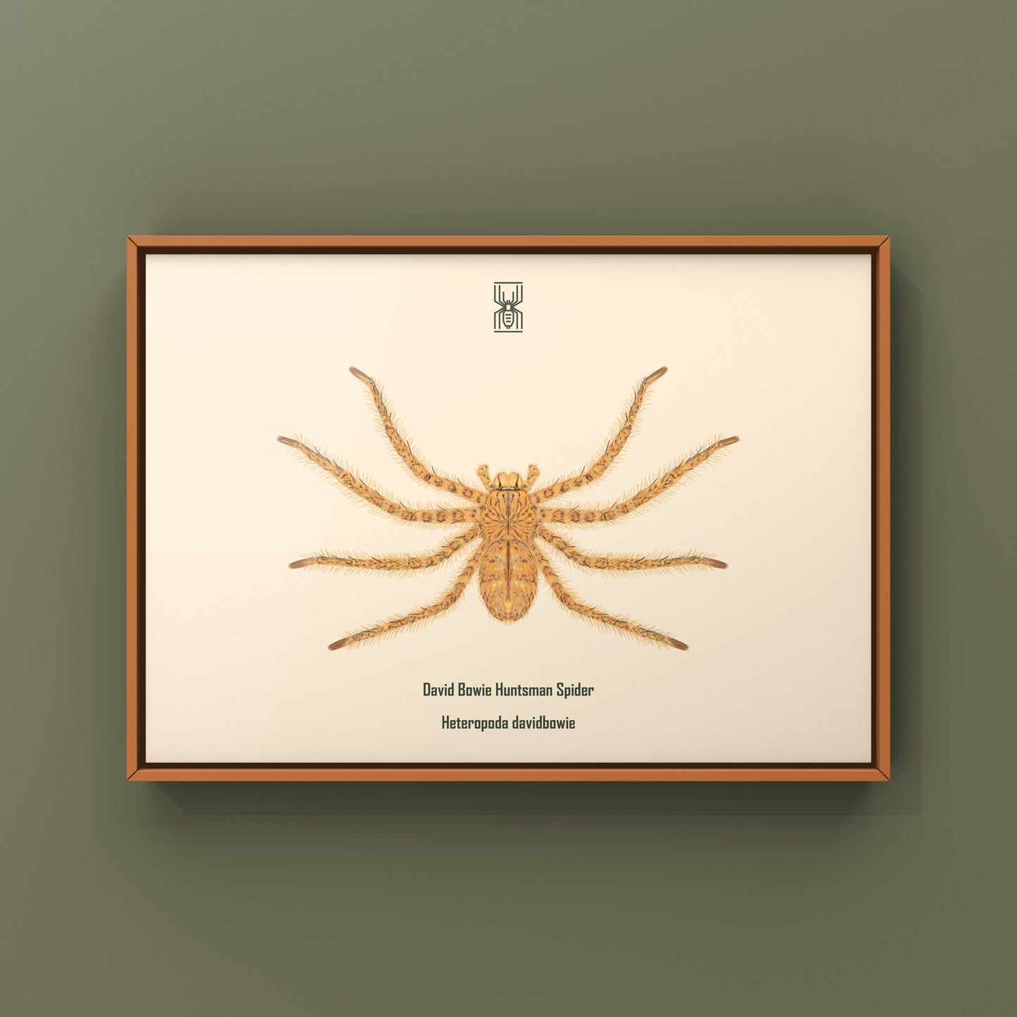 David Bowie Huntsman Spider art print by The Silk Ranch, showcasing detailed illustration of the Heteropoda davidbowie spider.
