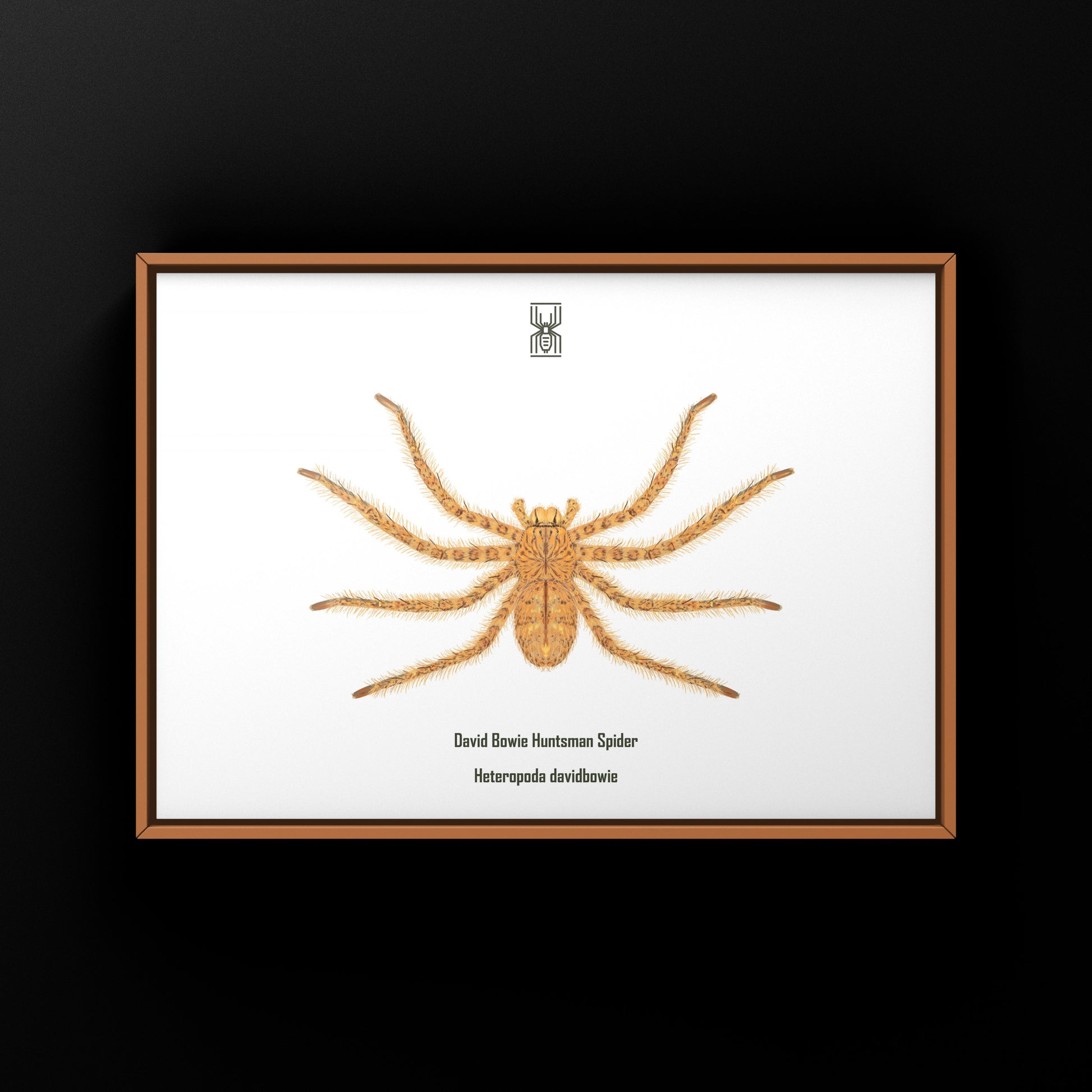 David Bowie Huntsman Spider art print by The Silk Ranch showcasing detailed spider illustration on high-quality paper.