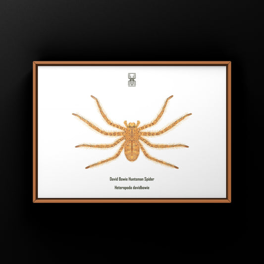 David Bowie Huntsman Spider art print by The Silk Ranch showcasing detailed spider illustration on high-quality paper.