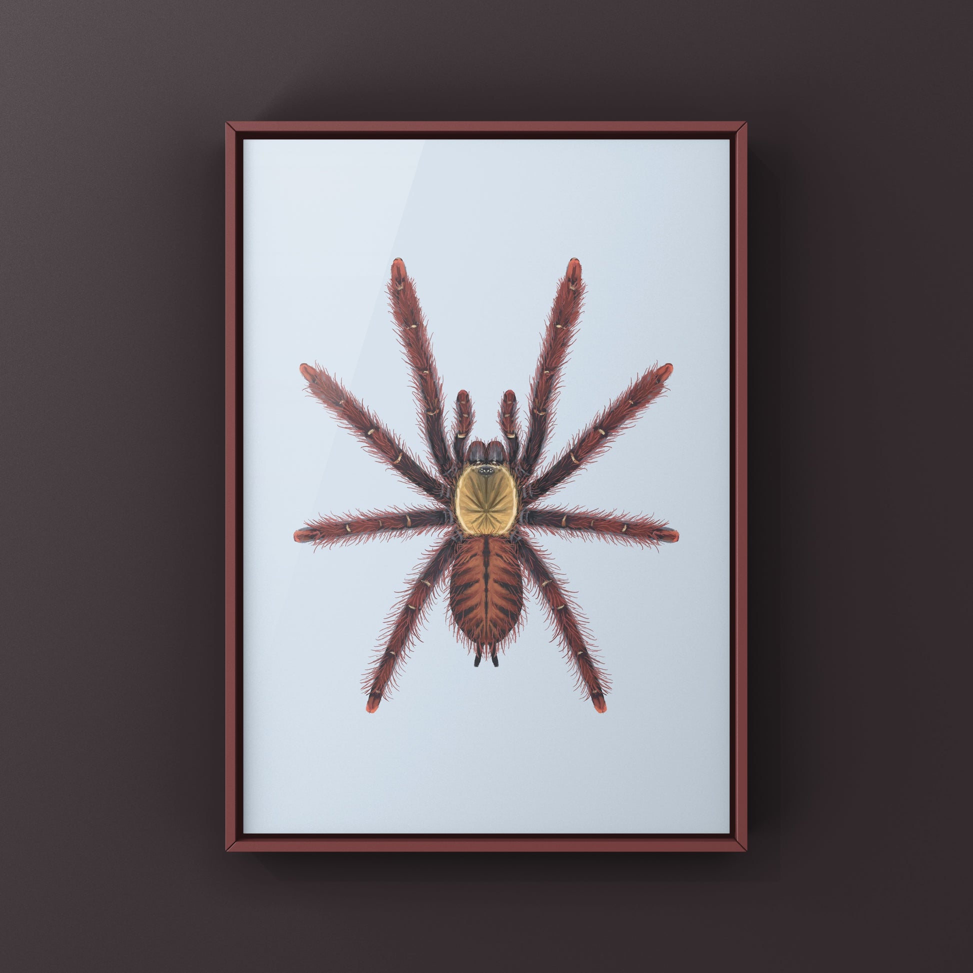 Colorful art print of a Sabah Red Earth Tiger Tarantula (Phormingochilus sp. Sabah Red) by The Silk Ranch showcasing detailed spider illustration.