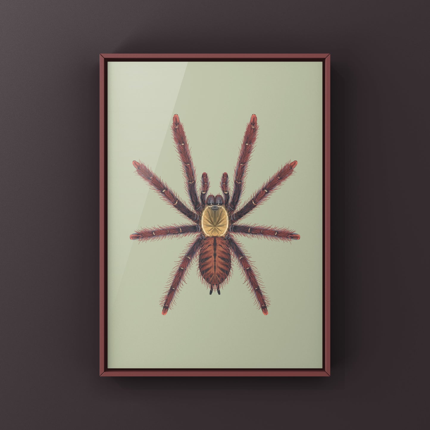 Sabah Red Earth Tiger Tarantula art print by The Silk Ranch featuring detailed illustration of Phormingochilus sp. Sabah Red tarantula.