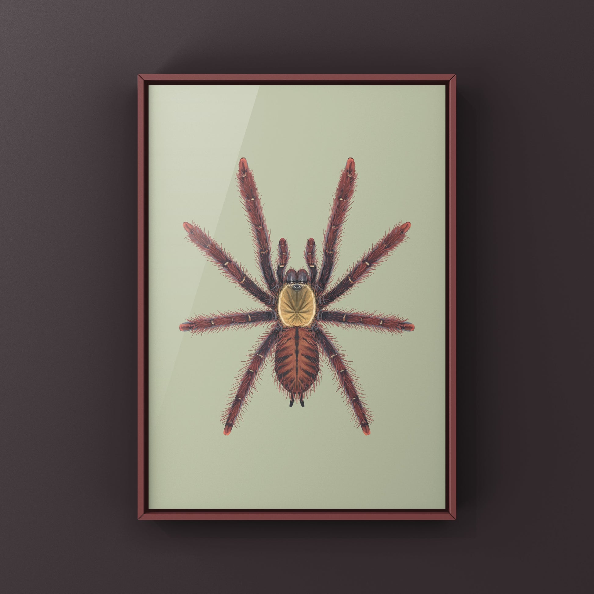 Sabah Red Earth Tiger Tarantula art print by The Silk Ranch featuring detailed illustration of Phormingochilus sp. Sabah Red tarantula.