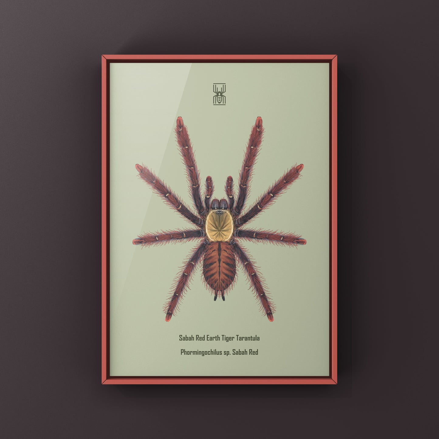 Sabah Red Earth Tiger Tarantula art print by The Silk Ranch, featuring detailed illustration of Phormingochilus sp. tarantula on white background