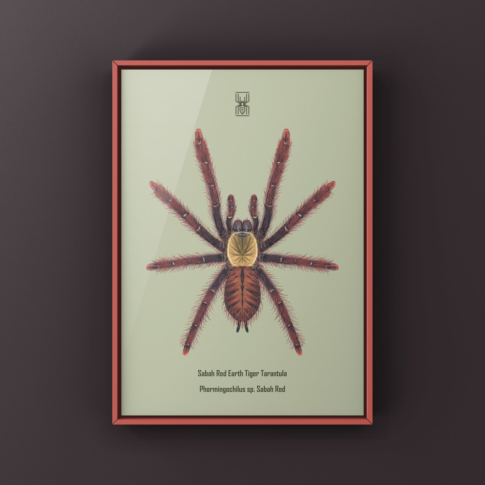 Sabah Red Earth Tiger Tarantula art print by The Silk Ranch, featuring detailed illustration of Phormingochilus sp. tarantula on white background