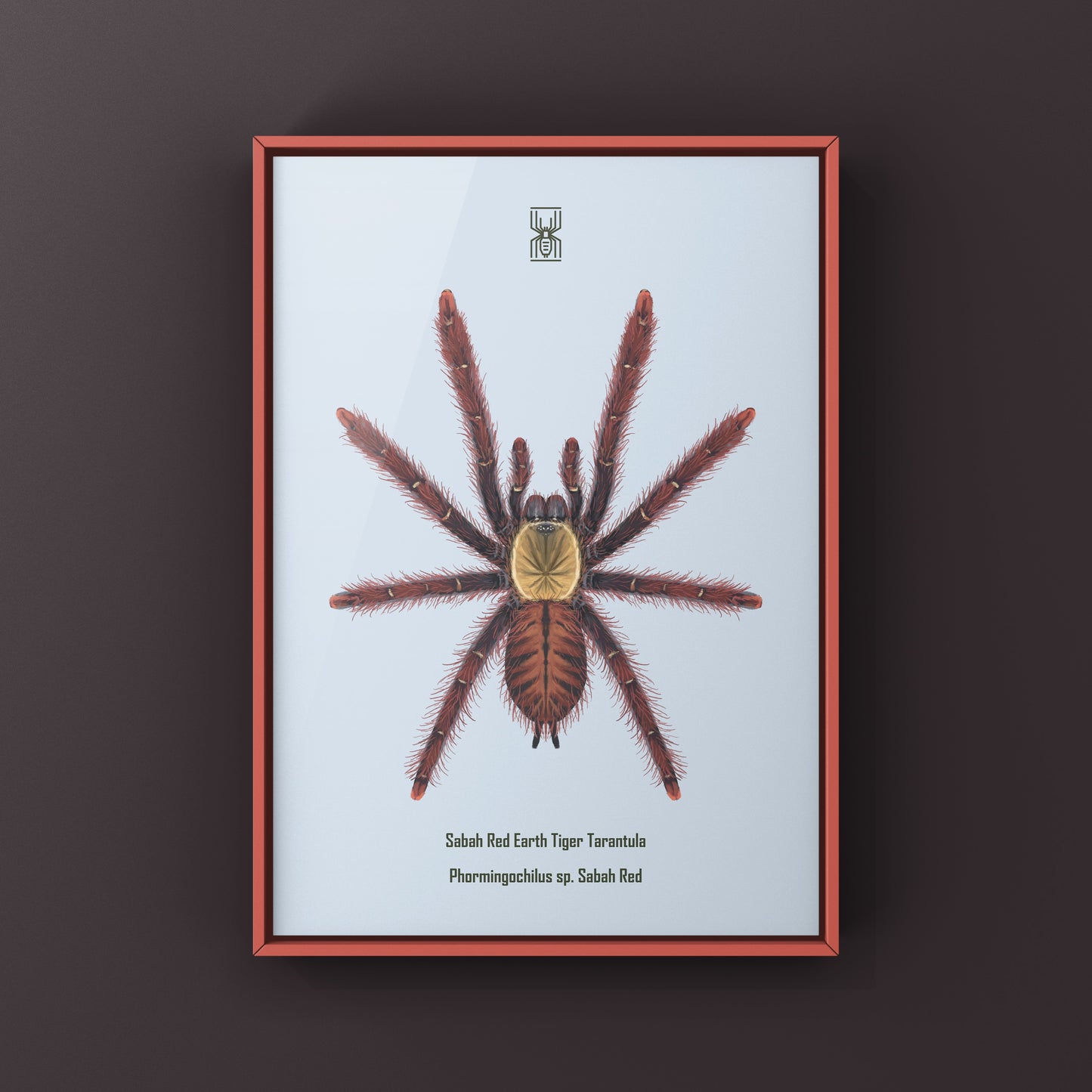 Art print of a Sabah Red Earth Tiger Tarantula (Phormingochilus sp. Sabah Red) by The Silk Ranch showcasing vibrant spider details.