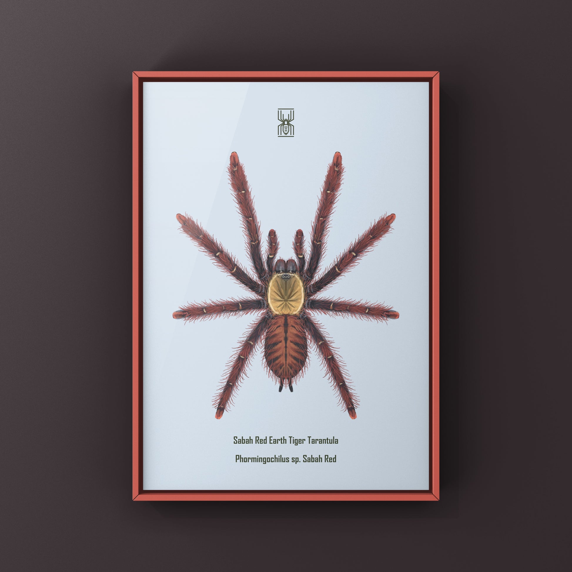 Art print of a Sabah Red Earth Tiger Tarantula (Phormingochilus sp. Sabah Red) by The Silk Ranch showcasing vibrant spider details.