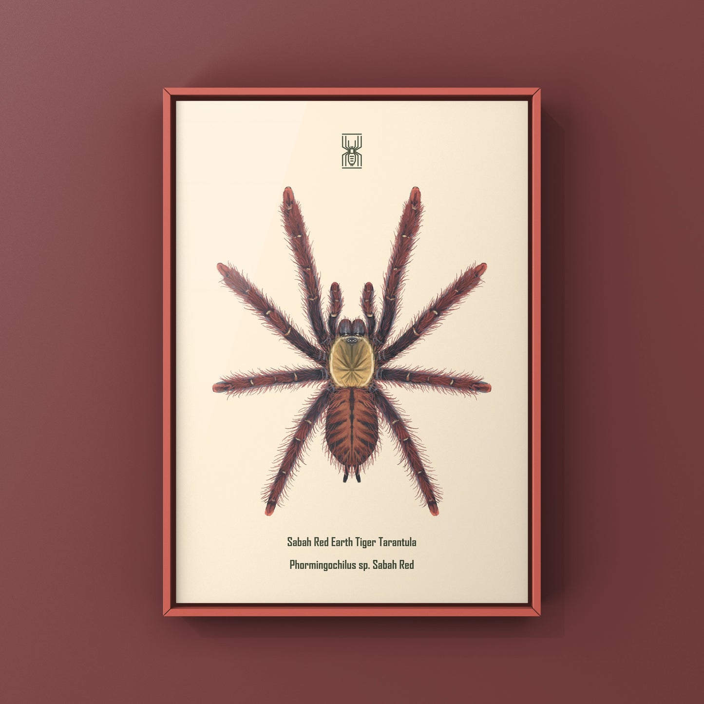 Sabah Red Earth Tiger Tarantula art print featuring a Phormingochilus sp. Sabah Red spider on a neutral background