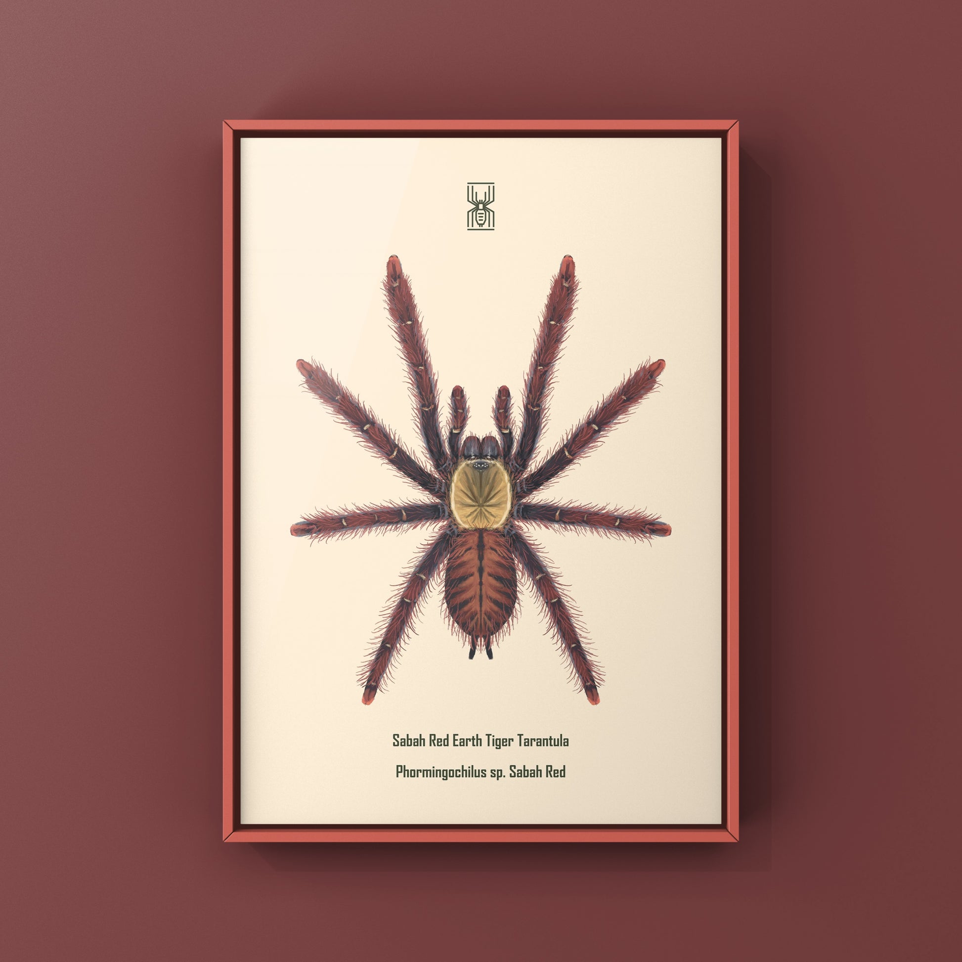 Sabah Red Earth Tiger Tarantula art print featuring a Phormingochilus sp. Sabah Red spider on a neutral background