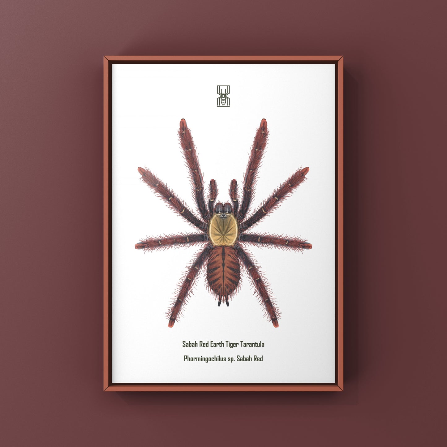 Colorful art print of a Sabah Red Earth Tiger Tarantula (Phormingochilus sp.) by The Silk Ranch, showcasing vibrant red and brown tones.