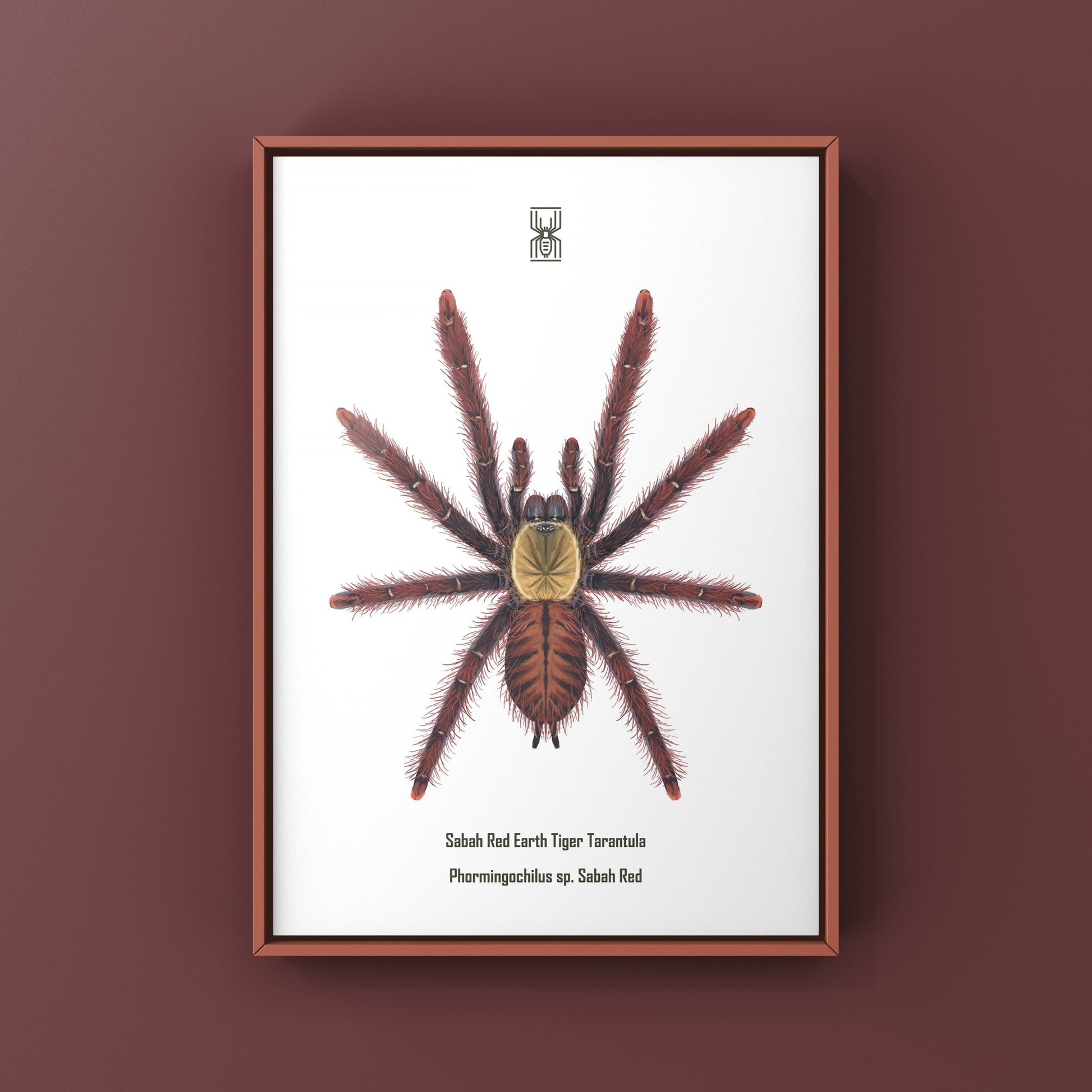 Colorful art print of a Sabah Red Earth Tiger Tarantula (Phormingochilus sp.) by The Silk Ranch, showcasing vibrant red and brown tones.