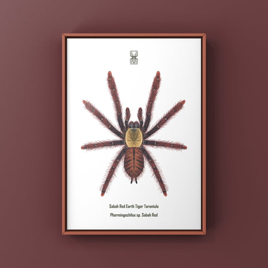 Sabah Red Earth Tiger Tarantula Art Print (Phormingochilus sp. Sabah Red) from The Silk Ranch