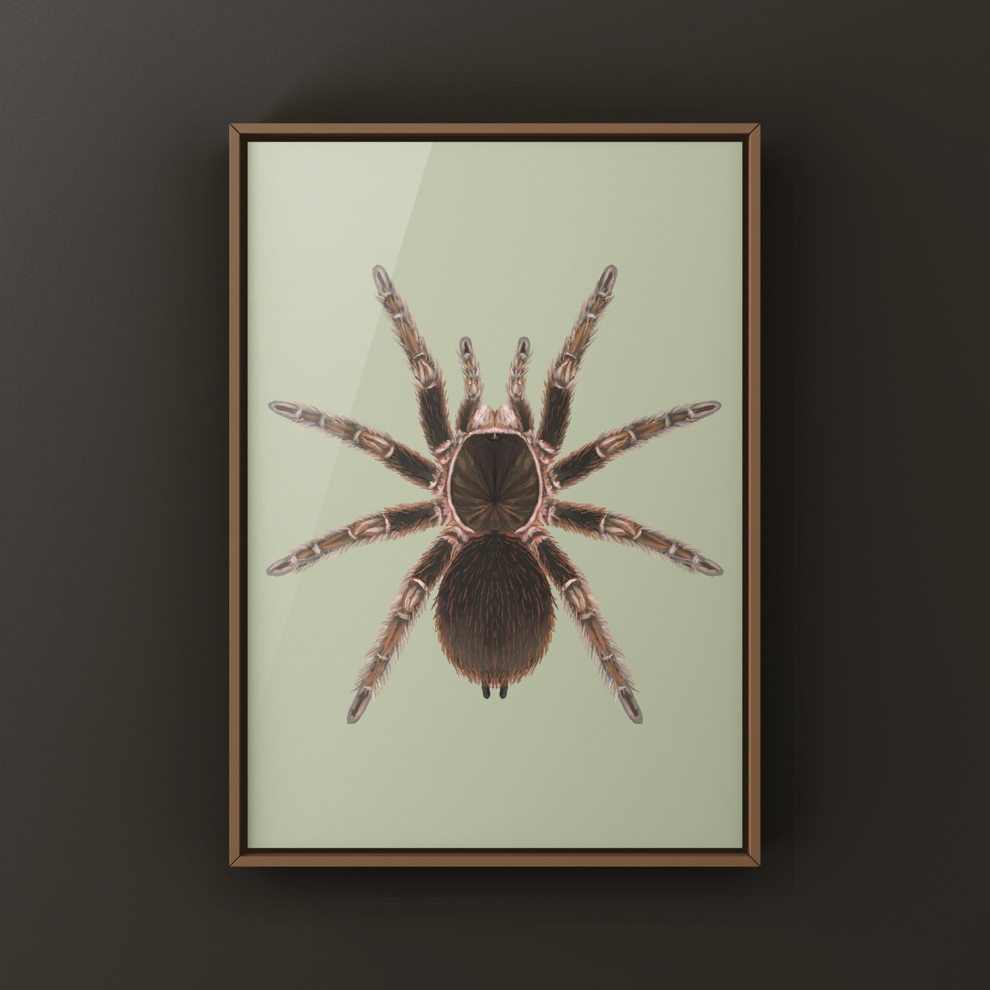 Cuban Birdeater Tarantula art print by The Silk Ranch showing detailed illustration of Phormictopus cautus tarantula.