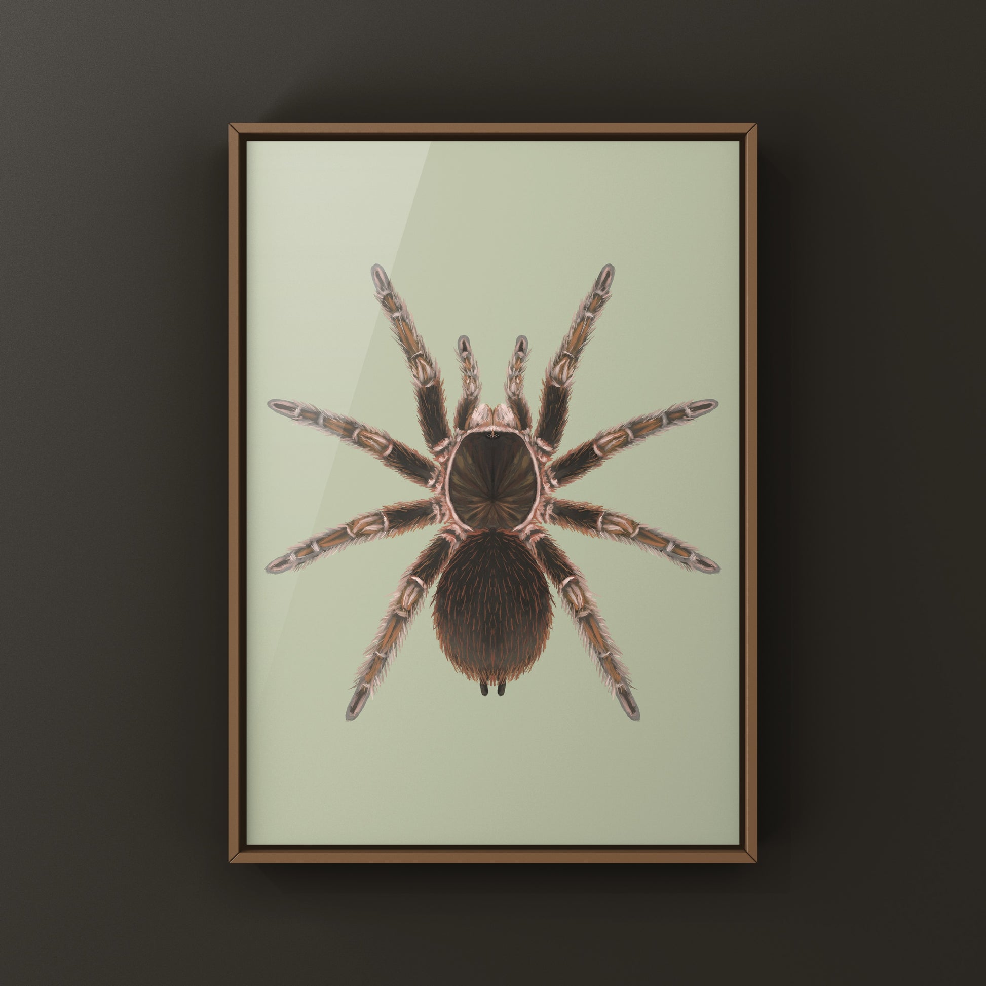 Cuban Birdeater Tarantula art print by The Silk Ranch showing detailed illustration of Phormictopus cautus tarantula.