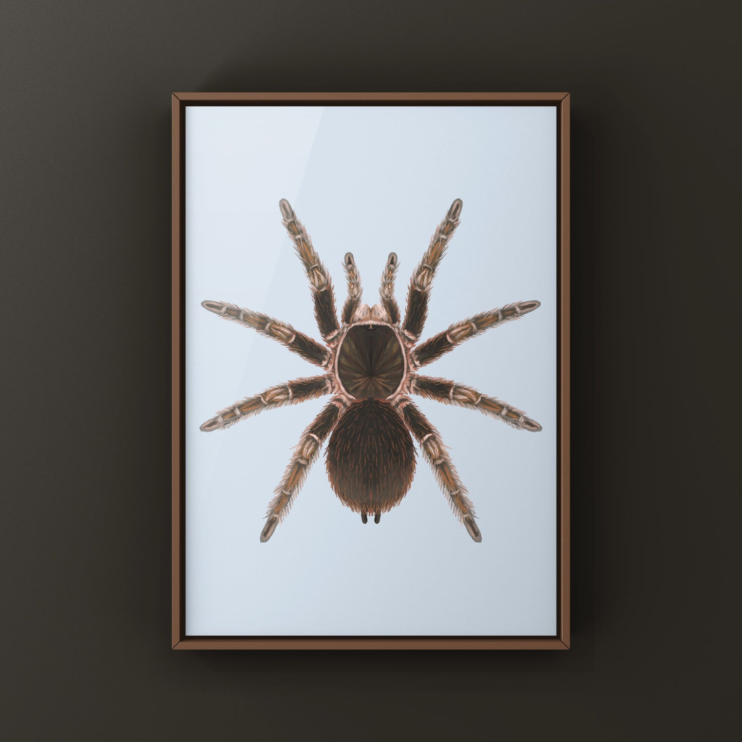 Detailed art print of a Cuban Birdeater Tarantula (Phormictopus cautus) with realistic spider illustration on high-quality paper.