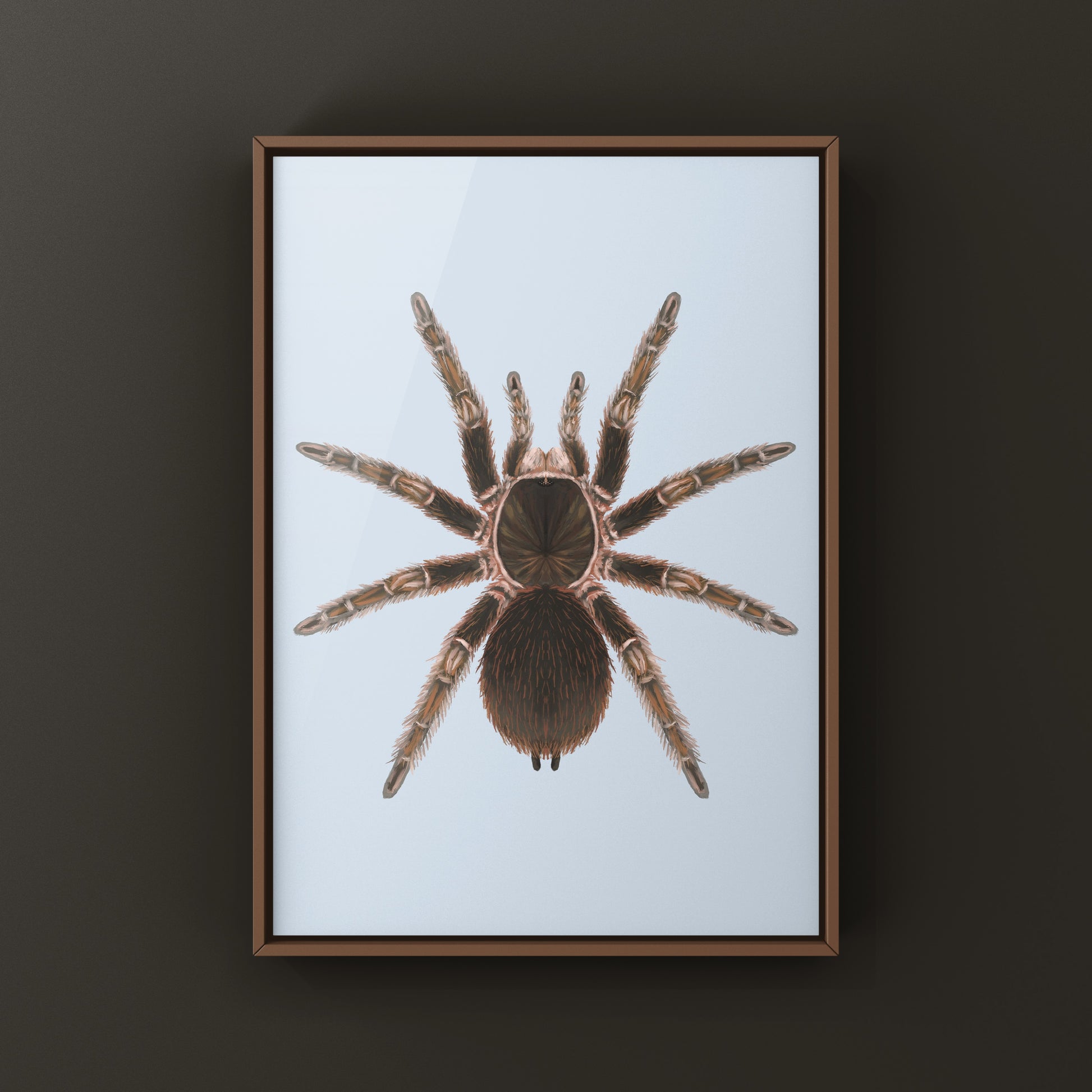 Detailed art print of a Cuban Birdeater Tarantula (Phormictopus cautus) with realistic spider illustration on high-quality paper.