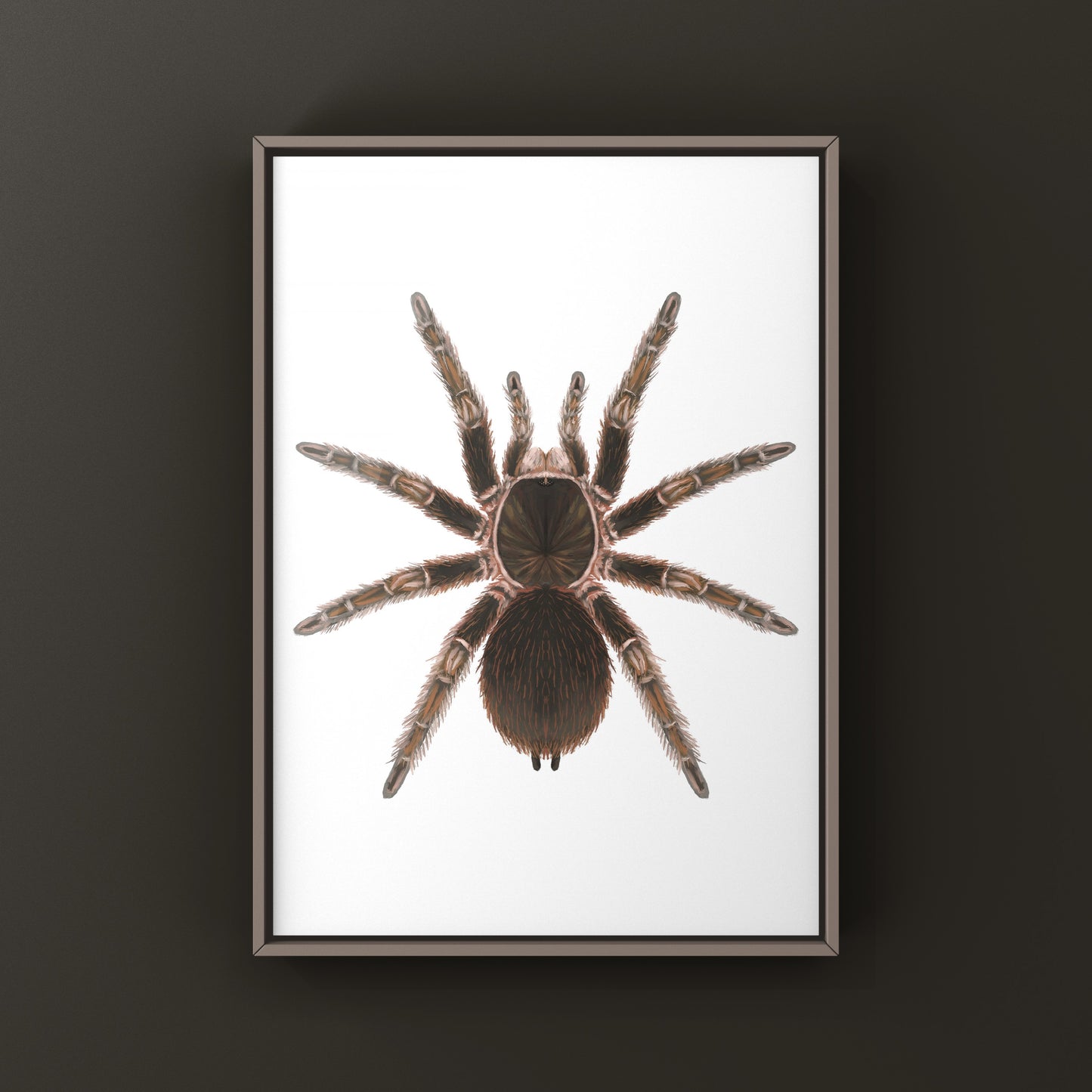 Detailed art print of a Cuban Birdeater Tarantula (Phormictopus cautus) showcasing its large body and hairy legs on textured paper.