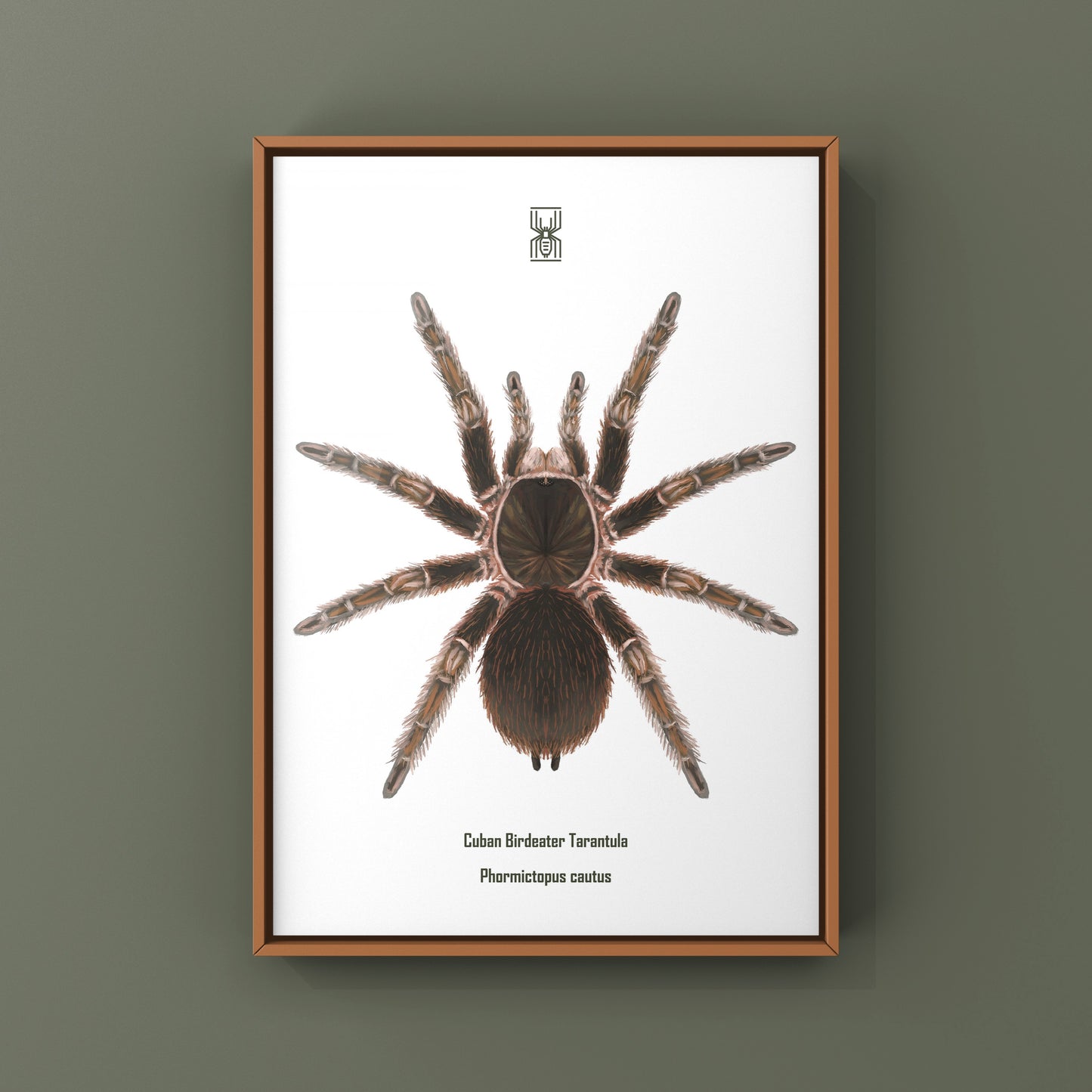Detailed art print of a Cuban Birdeater Tarantula (Phormictopus cautus) showcasing its large, hairy body and legs on a neutral background.