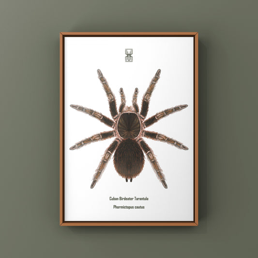Cuban Birdeater Tarantula Art Print (Phormictopus cautus) from The Silk Ranch