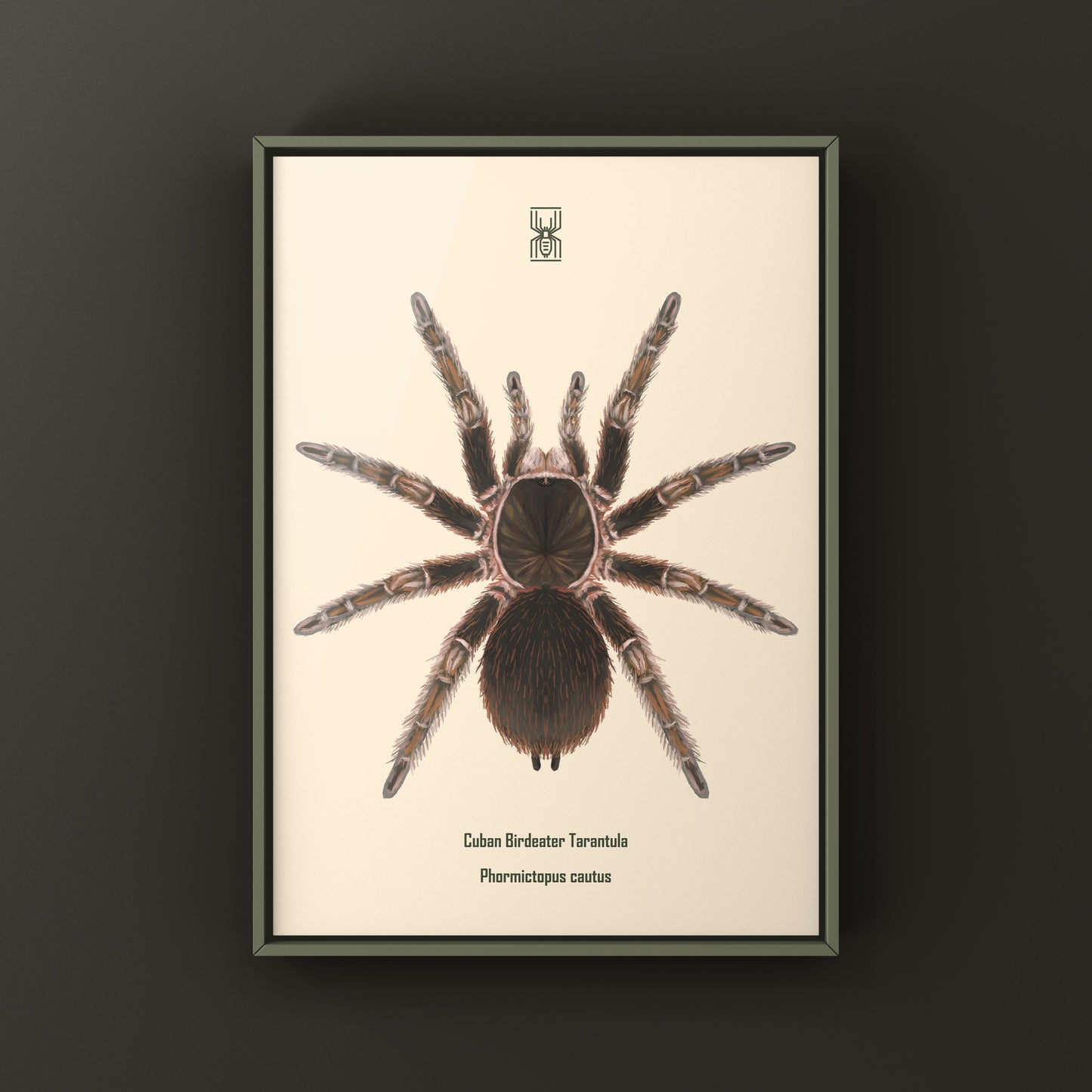 Cuban Birdeater Tarantula art print featuring detailed illustration of Phormictopus cautus by The Silk Ranch