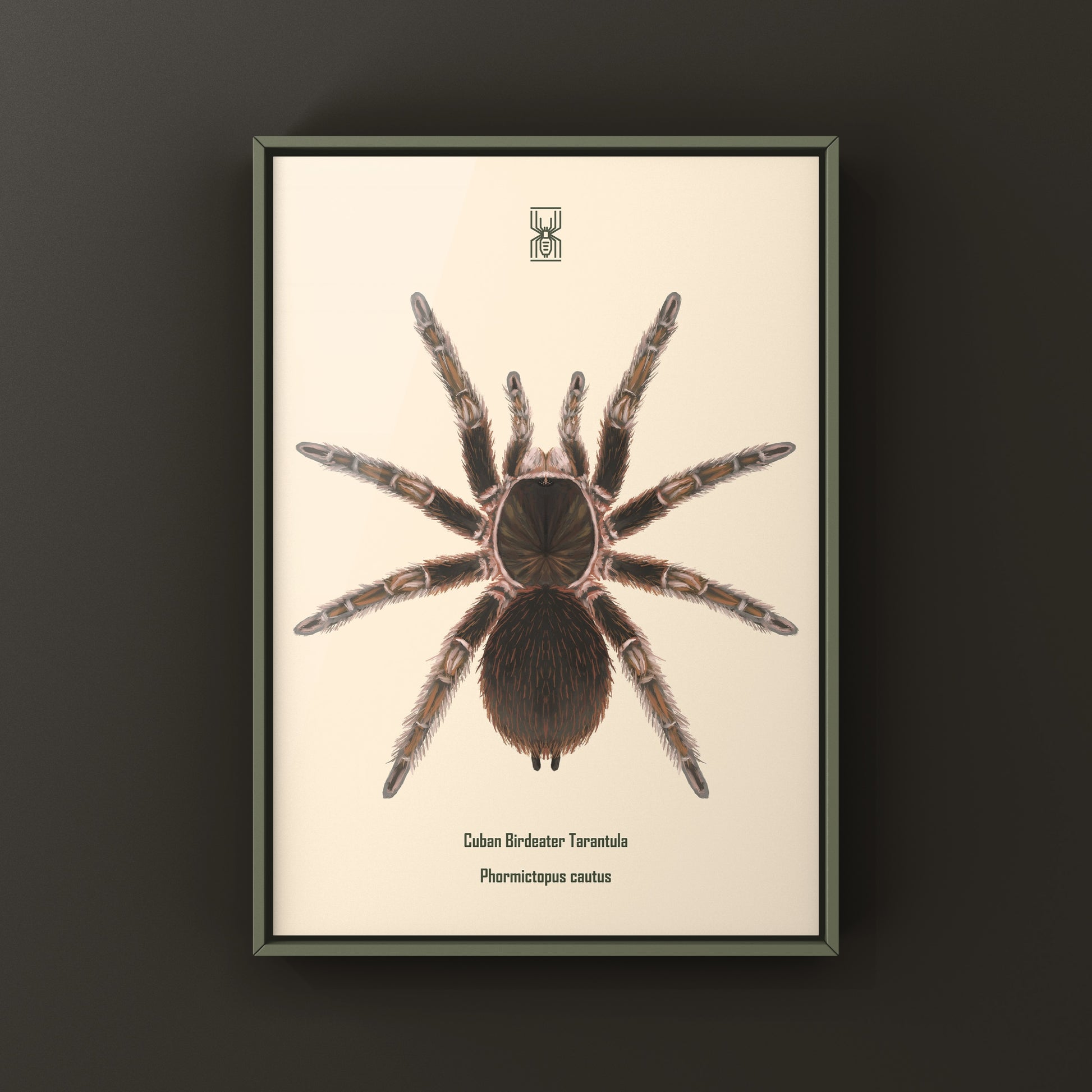 Cuban Birdeater Tarantula art print featuring detailed illustration of Phormictopus cautus by The Silk Ranch