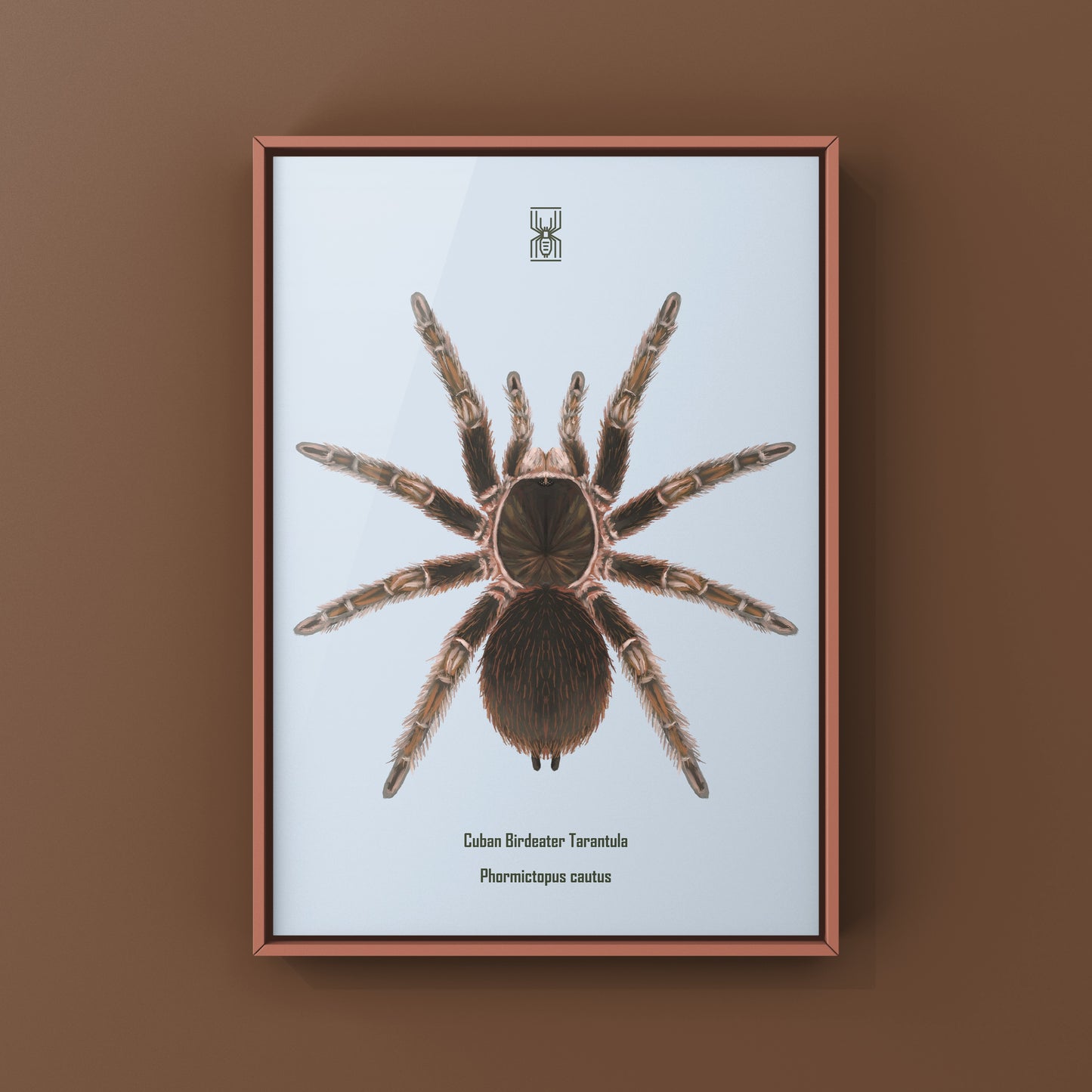 Cuban Birdeater Tarantula art print by The Silk Ranch showing a detailed illustration of Phormictopus cautus on textured background.