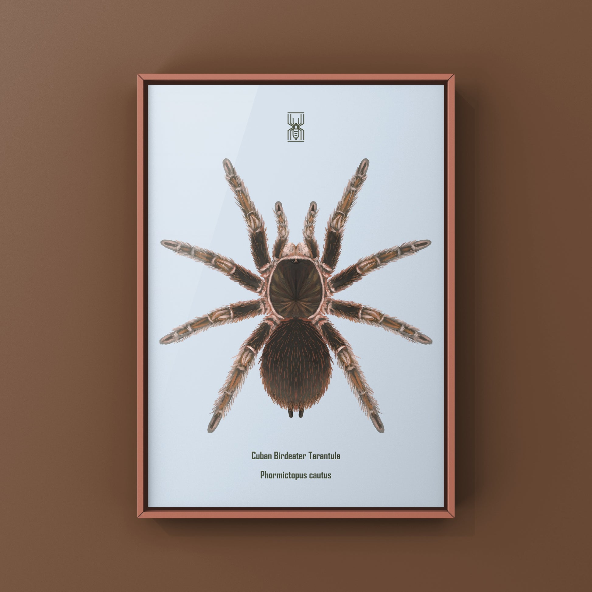 Cuban Birdeater Tarantula art print by The Silk Ranch showing a detailed illustration of Phormictopus cautus on textured background.