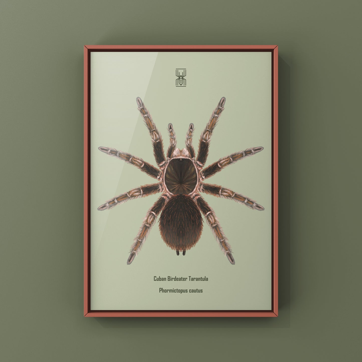 Cuban Birdeater Tarantula art print by The Silk Ranch featuring detailed illustration of Phormictopus cautus spider.