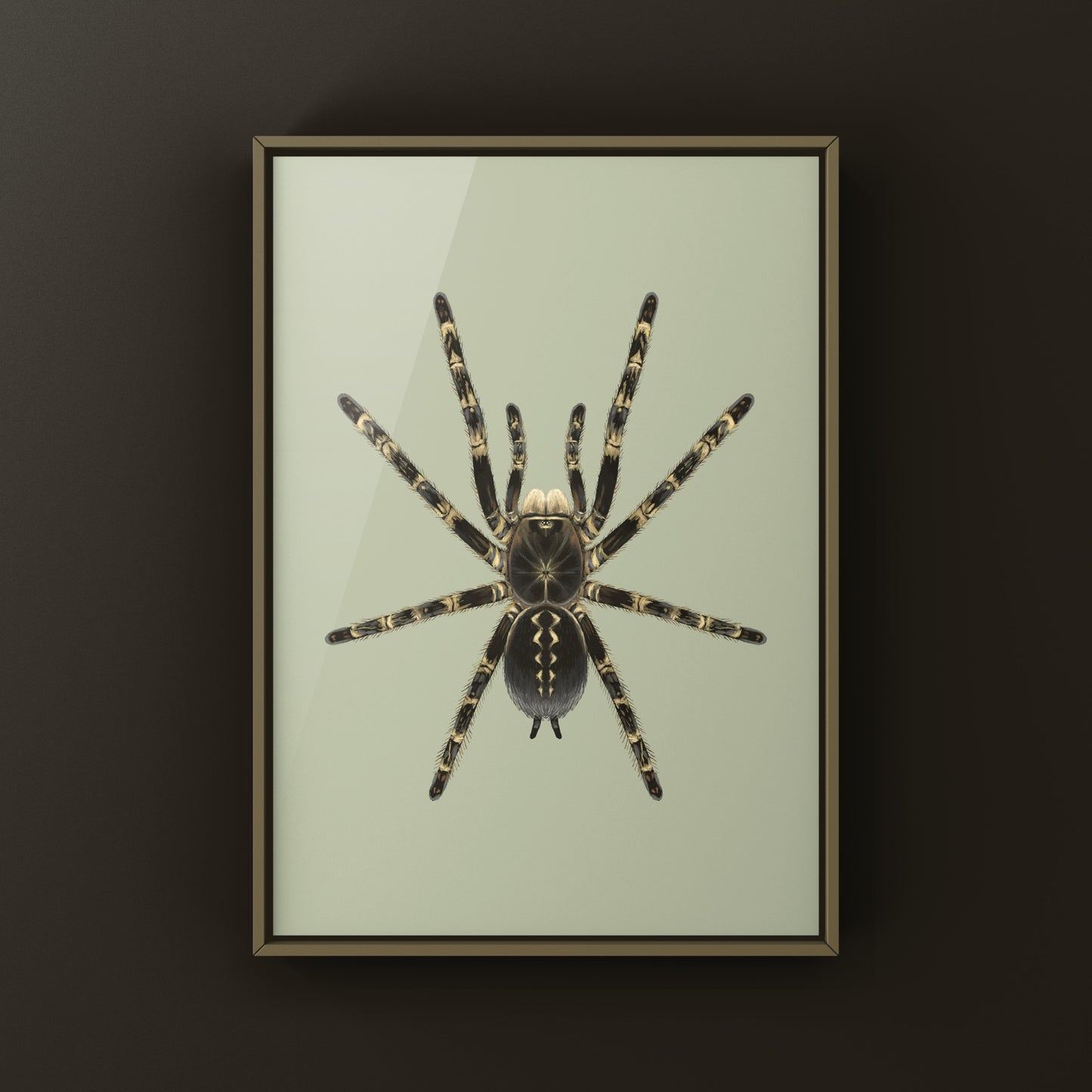 Highland Ivory ornamental tarantula art print featuring a Poecilotheria subfusca "Highland" spider, displayed on a white background.