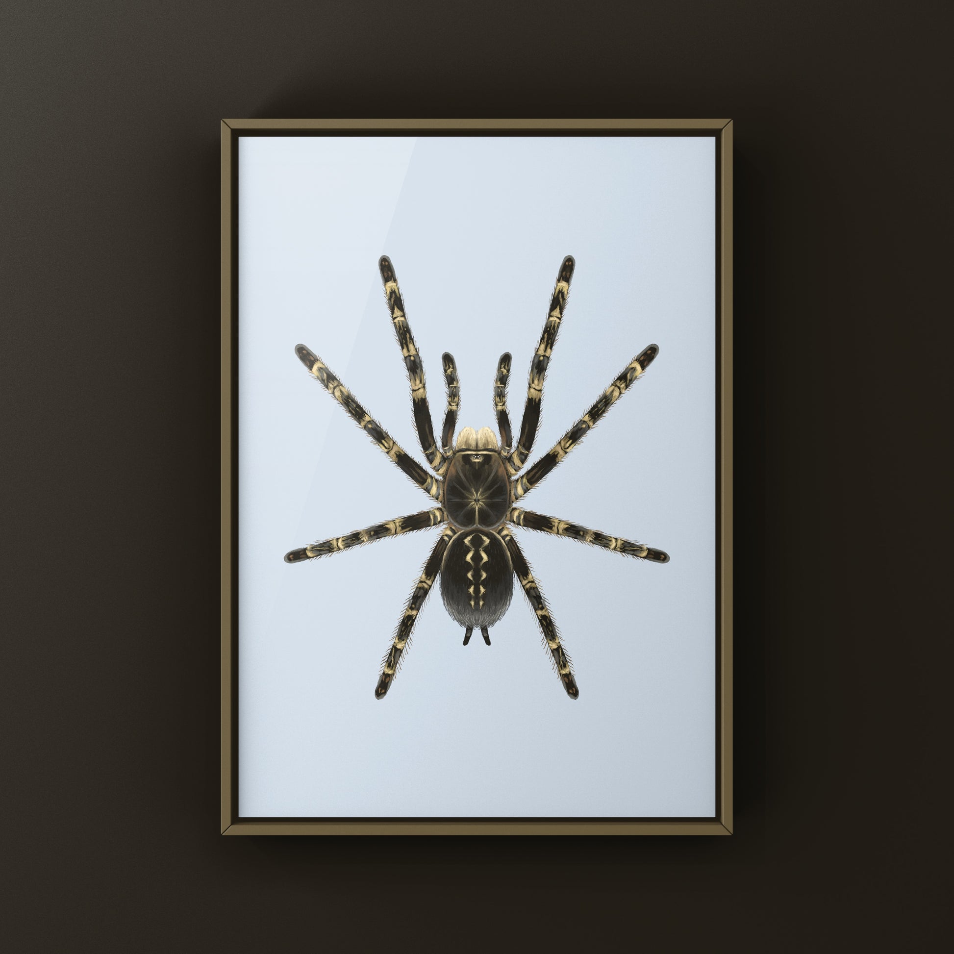 Highland Ivory Ornamental Tarantula art print by The Silk Ranch featuring detailed illustration of Poecilotheria subfusca spider.