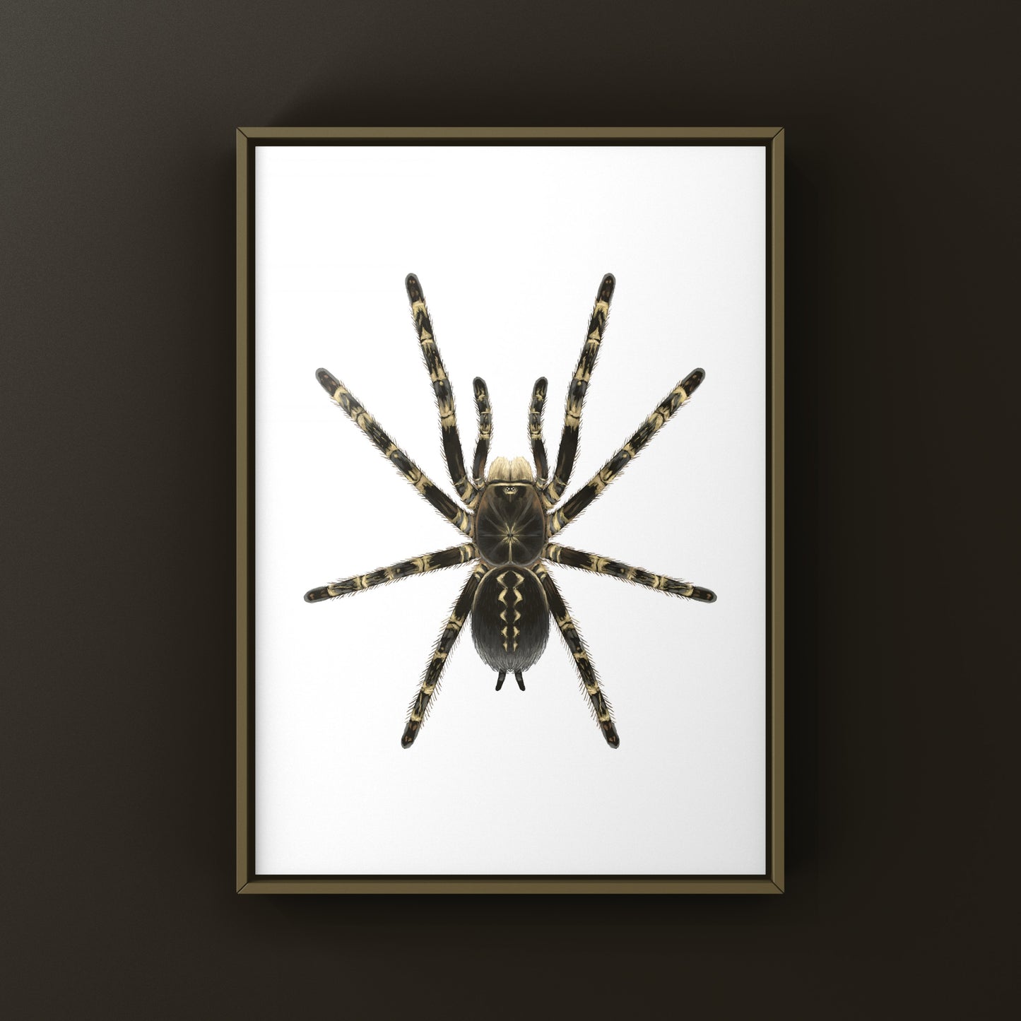 Highland Ivory Ornamental Tarantula Art Print by The Silk Ranch, featuring detailed illustration of Poecilotheria subfusca spider.