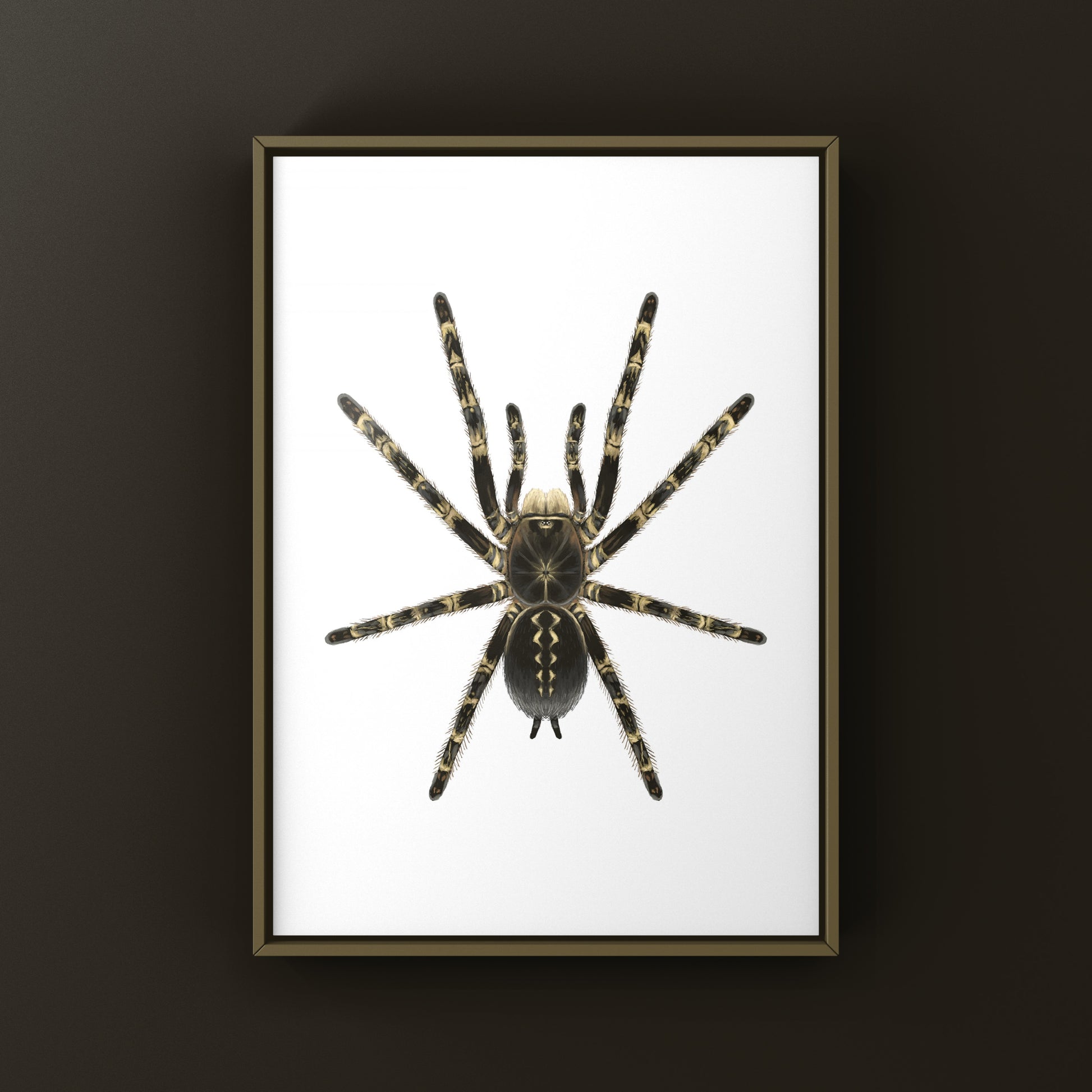 Highland Ivory Ornamental Tarantula Art Print by The Silk Ranch, featuring detailed illustration of Poecilotheria subfusca spider.