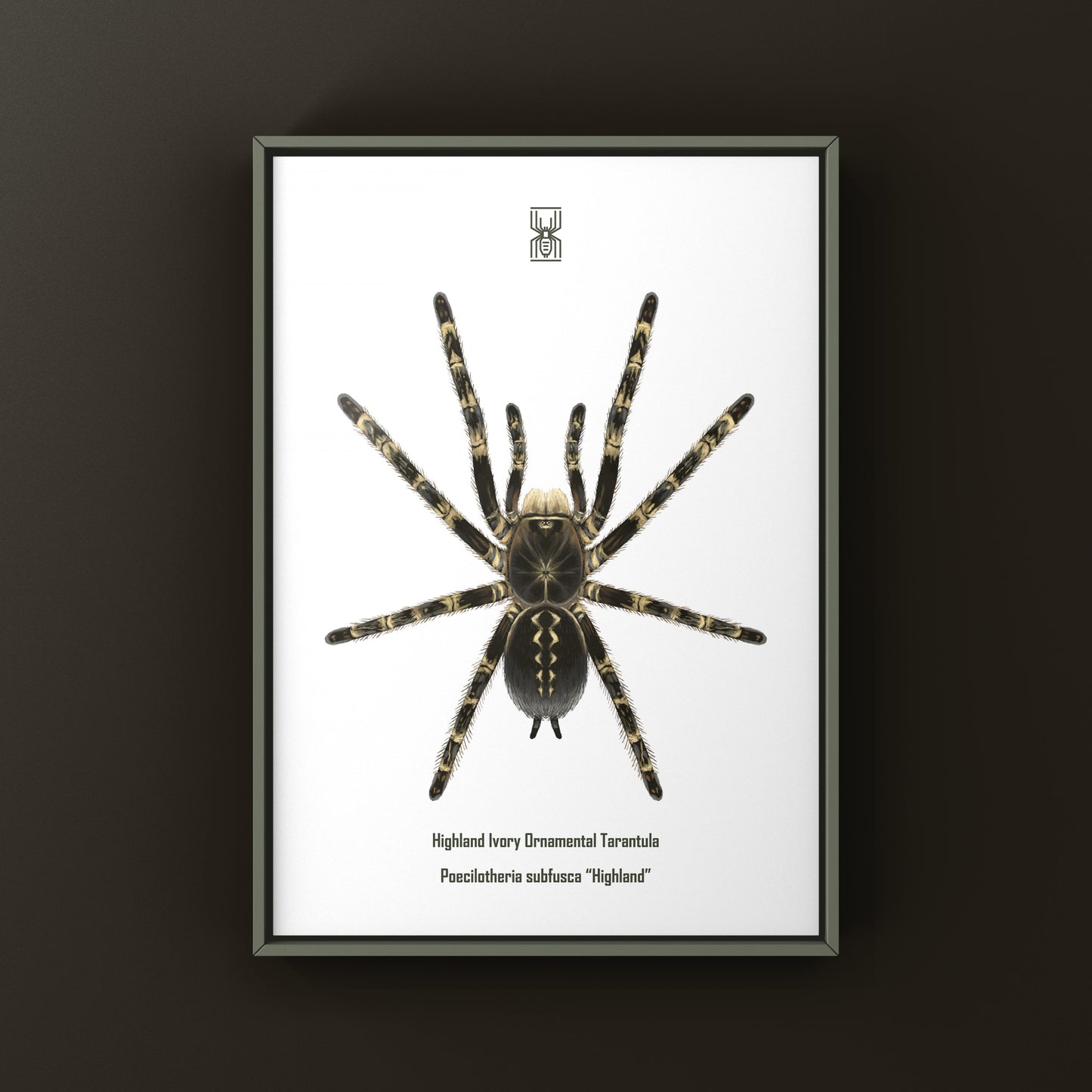 Highland Ivory Ornamental Tarantula art print by The Silk Ranch, featuring detailed illustration of Poecilotheria subfusca "Highland" spider.
