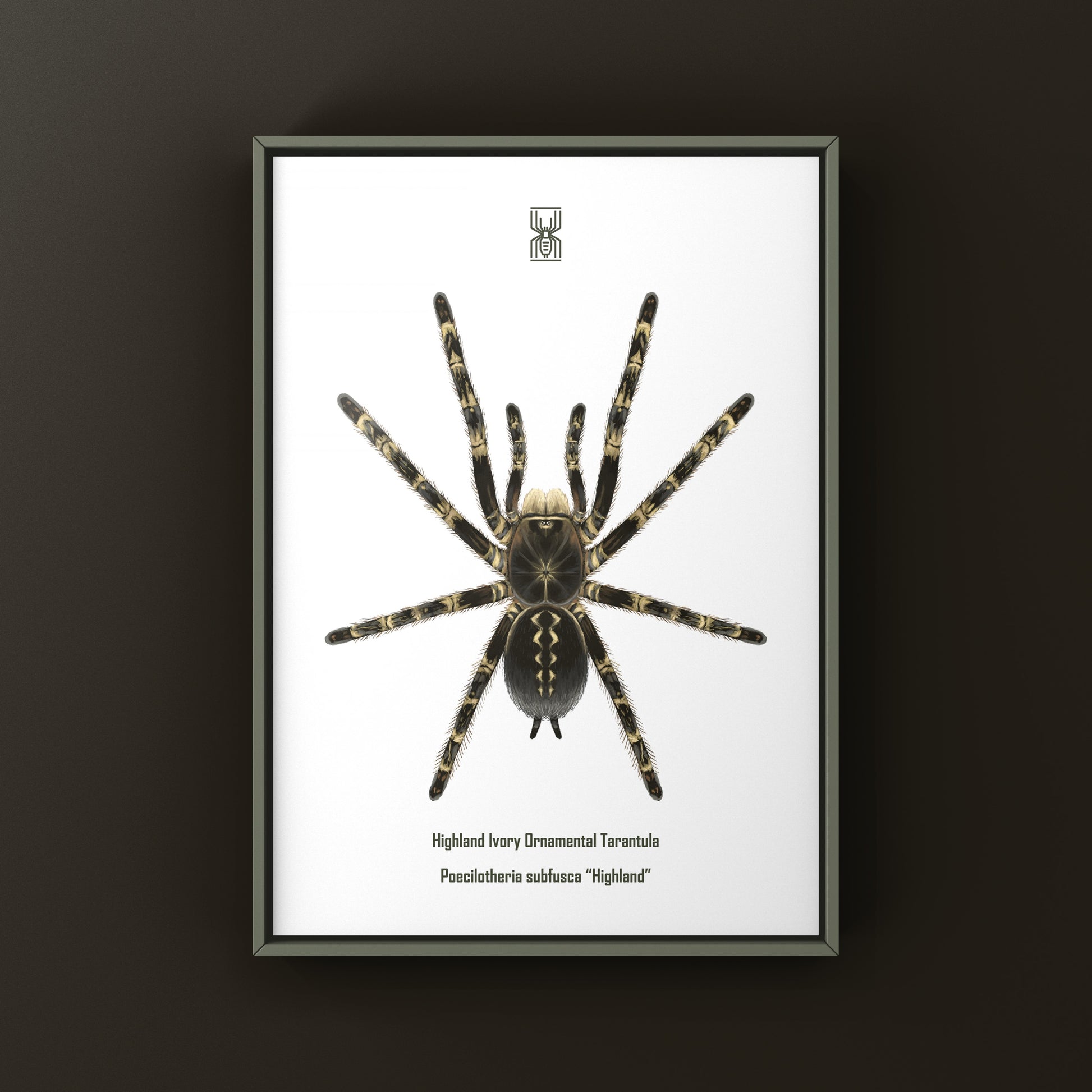 Highland Ivory Ornamental Tarantula art print by The Silk Ranch, featuring detailed illustration of Poecilotheria subfusca "Highland" spider.