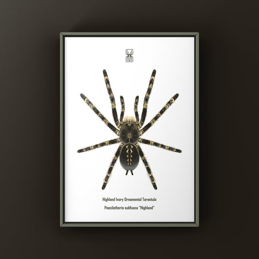 Highland Ivory Ornamental Tarantula Art Print (Poecilotheria subfusca "Highland") from The Silk Ranch