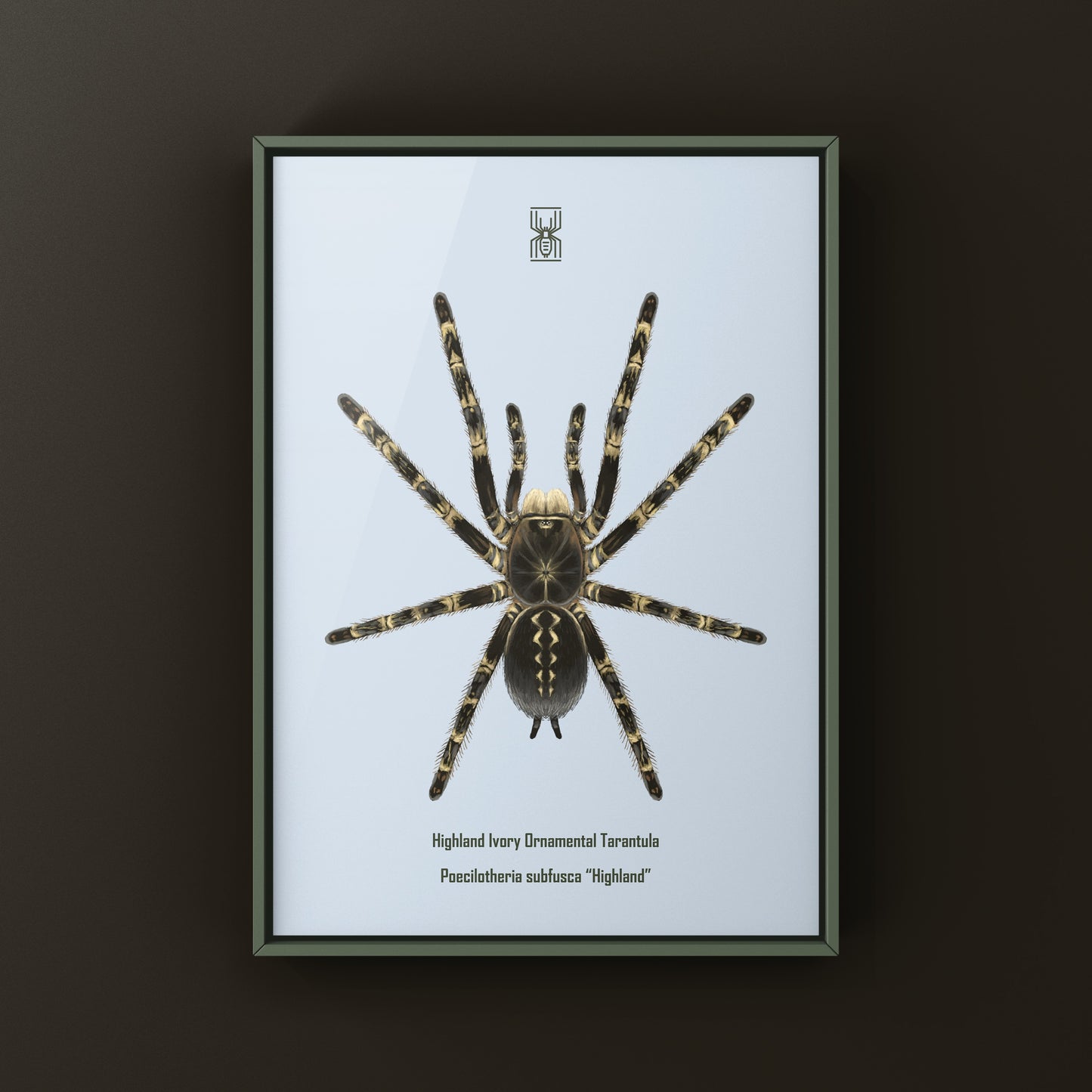 Highland Ivory Ornamental Tarantula art print by The Silk Ranch, detailed illustration of Poecilotheria subfusca "Highland" spider.