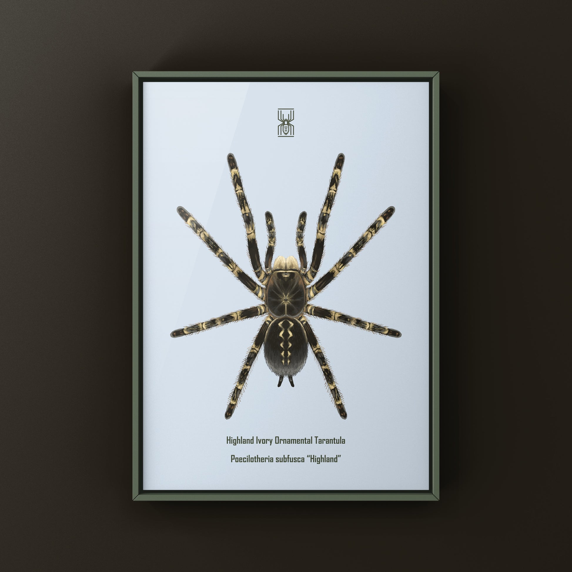 Highland Ivory Ornamental Tarantula art print by The Silk Ranch, detailed illustration of Poecilotheria subfusca "Highland" spider.