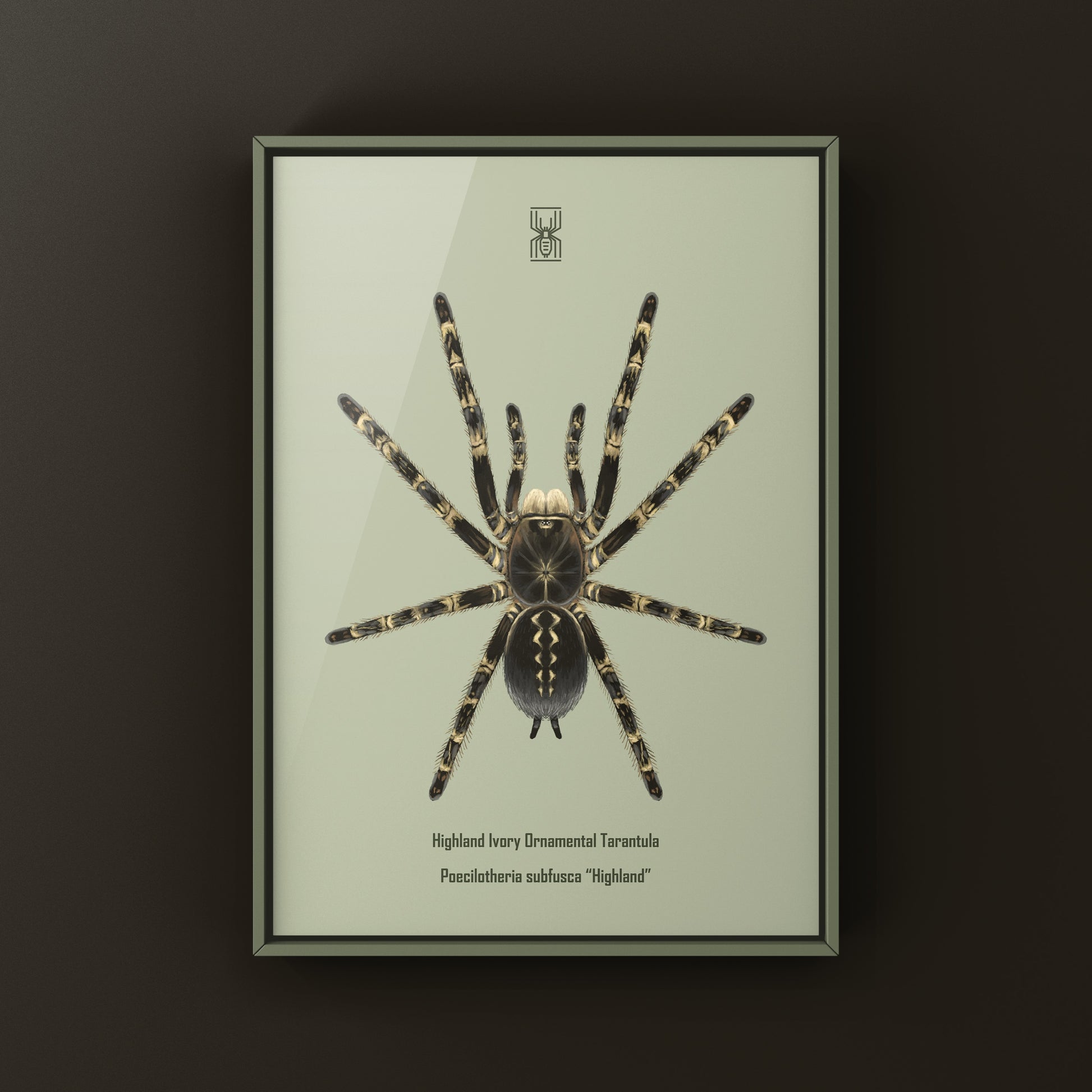 Highland Ivory Ornamental Tarantula art print featuring a Poecilotheria subfusca "Highland" spider displayed on a white background