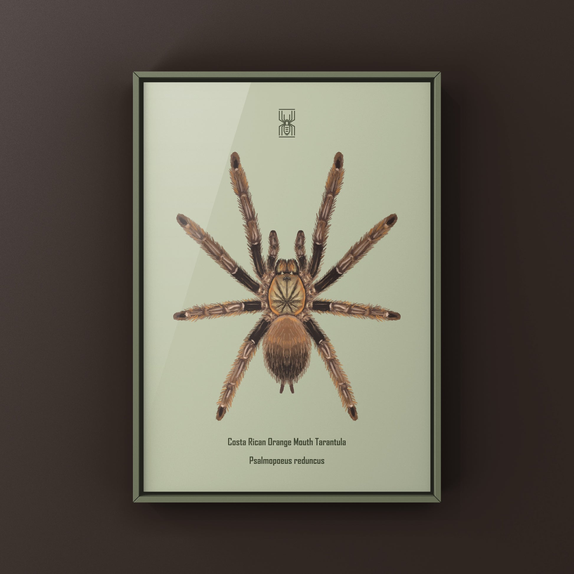 Costa Rican Orange Mouth Tarantula art print featuring Psalmopoeus reduncus by The Silk Ranch, showcasing vivid orange and black spider details.