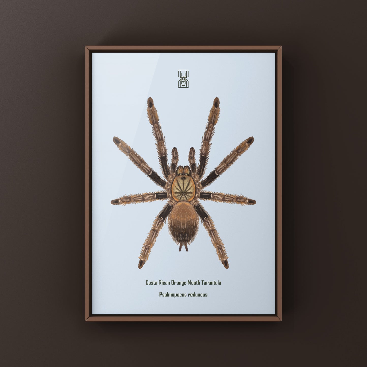 Costa Rican Orange Mouth Tarantula art print by The Silk Ranch featuring detailed illustration of Psalmopoeus reduncus spider.