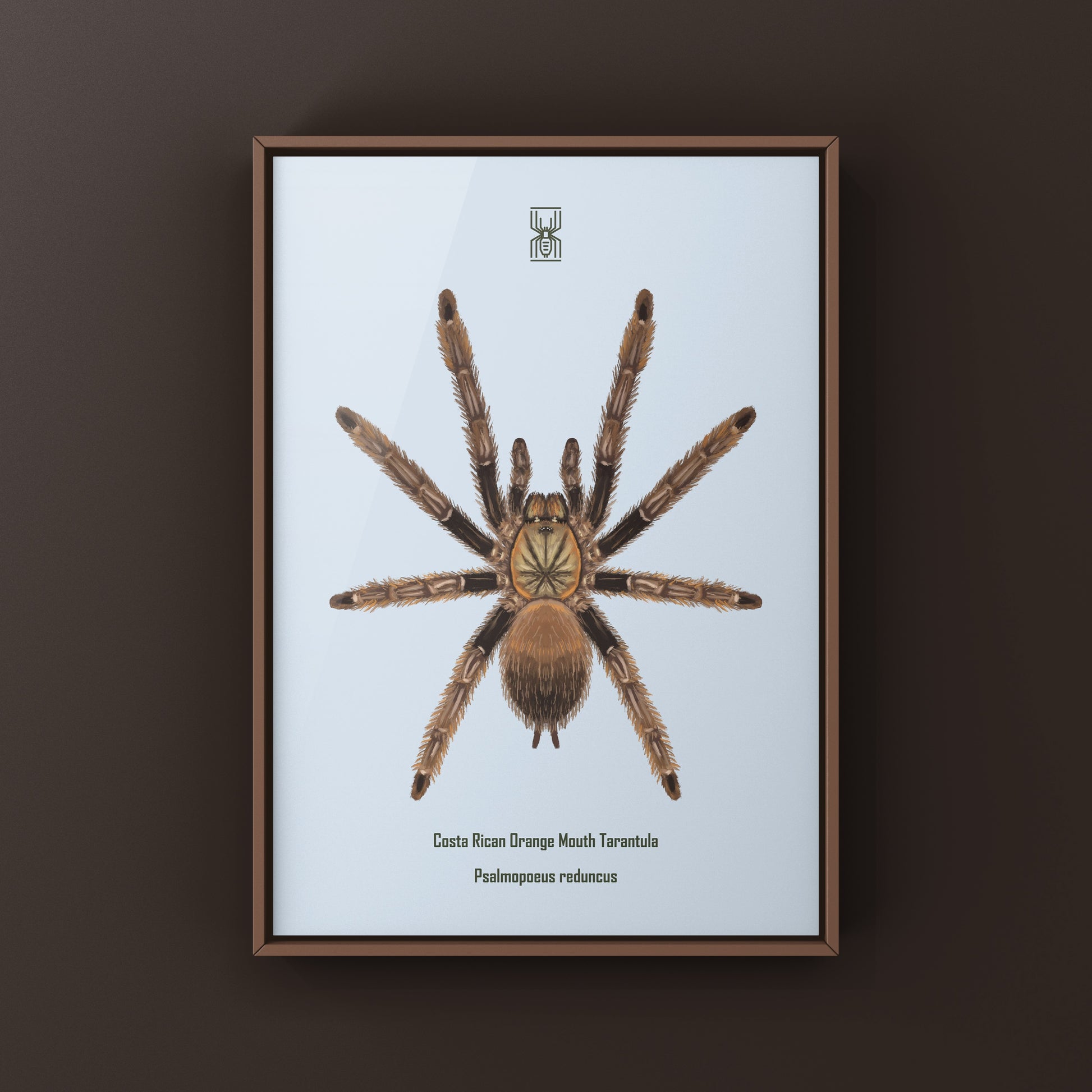 Costa Rican Orange Mouth Tarantula art print by The Silk Ranch featuring detailed illustration of Psalmopoeus reduncus spider.