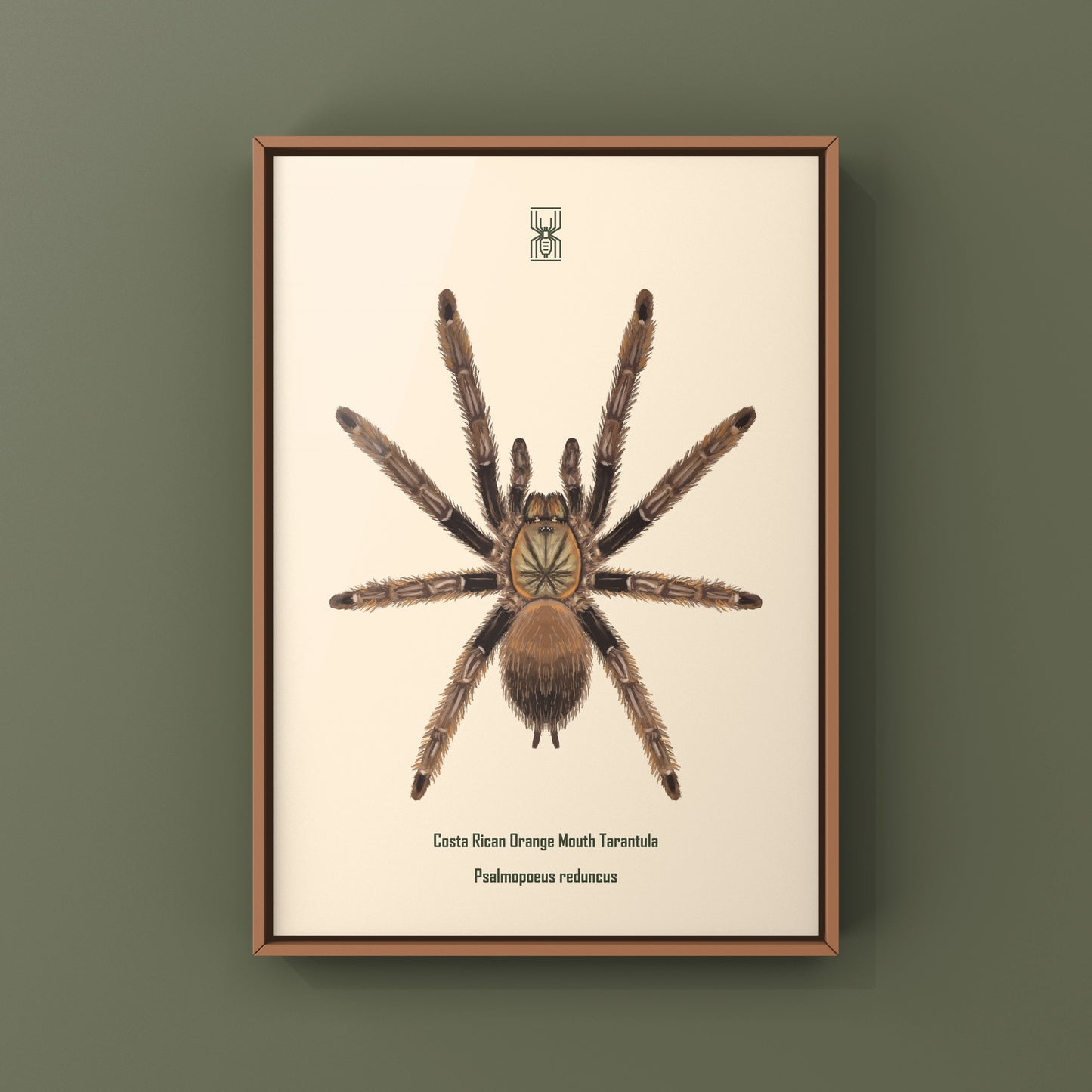 Costa Rican Orange Mouth Tarantula art print by The Silk Ranch featuring detailed illustration of Psalmopoeus reduncus tarantula.