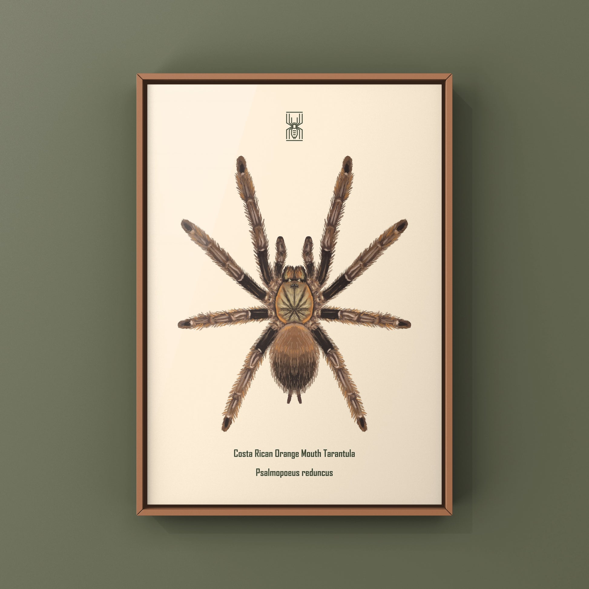 Costa Rican Orange Mouth Tarantula art print by The Silk Ranch featuring detailed illustration of Psalmopoeus reduncus tarantula.
