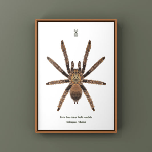 Costa Rican Orange Mouth Tarantula Art Print (Psalmopoeus reduncus) from The Silk Ranch