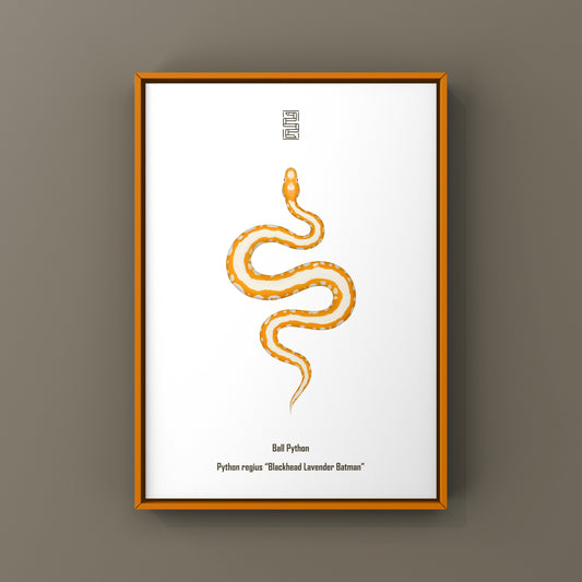 Blackhead Lavender Batman Ball Python Art Print (Python regius) from The Silk Ranch