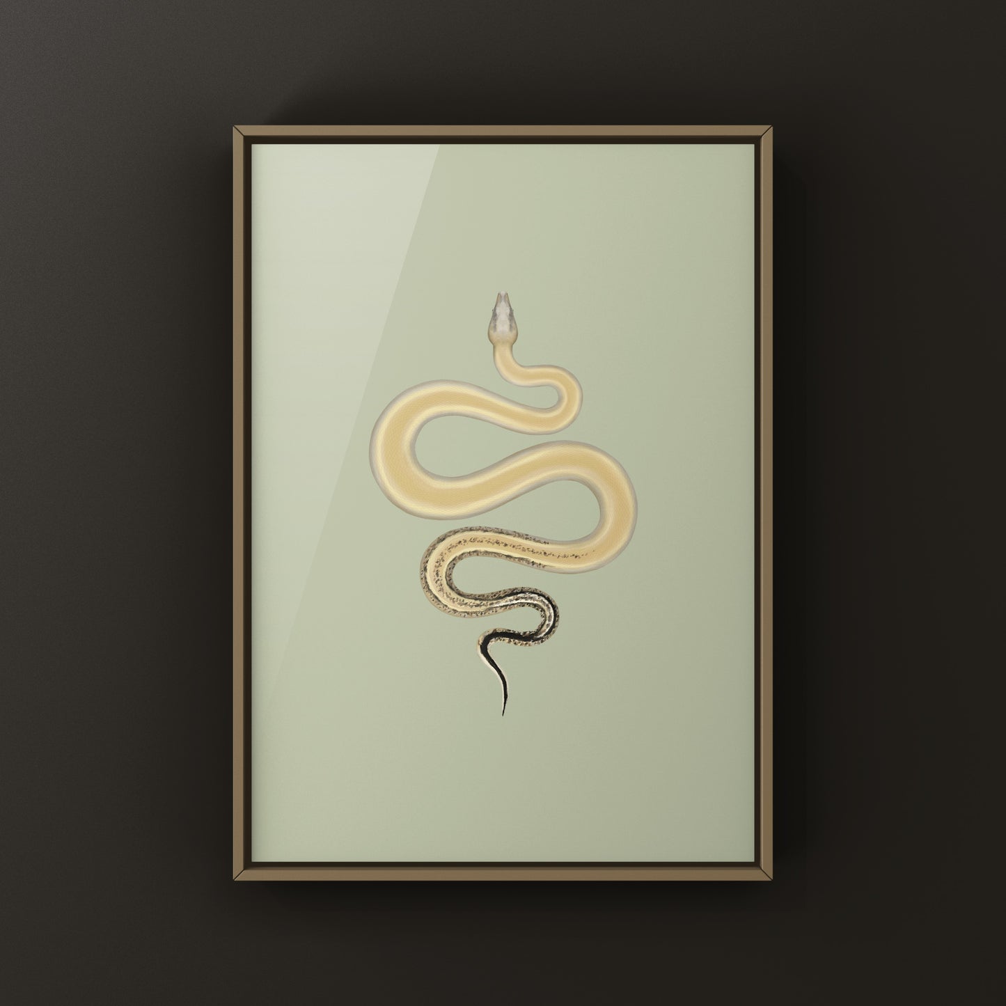 Sterling Colombian Red Tail Boa art print by The Silk Ranch showing detailed boa imperator snake illustration on textured paper