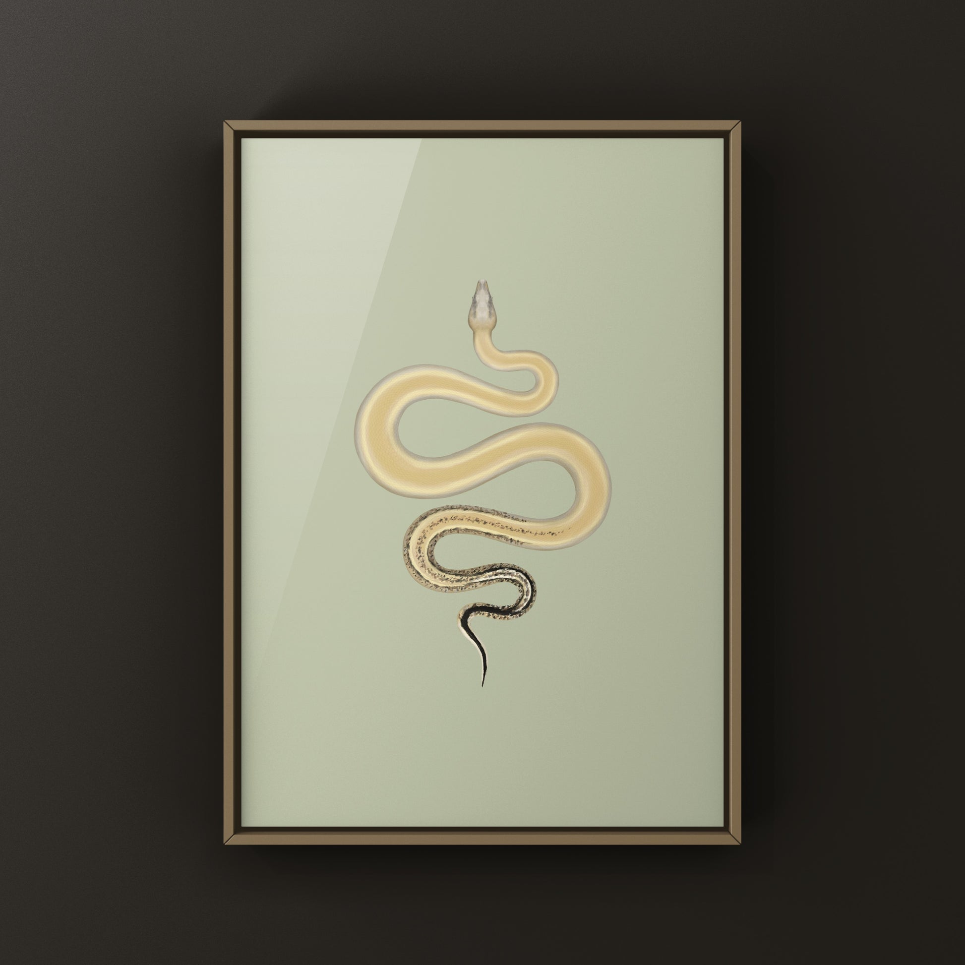 Sterling Colombian Red Tail Boa art print by The Silk Ranch showing detailed boa imperator snake illustration on textured paper