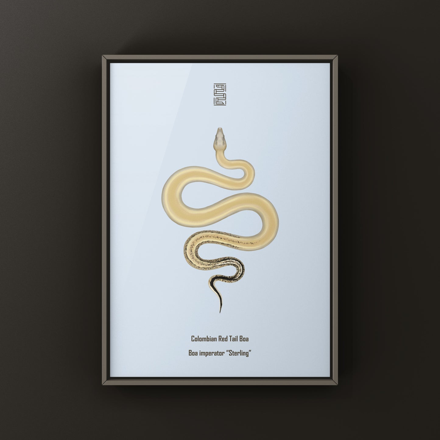 Sterling Colombian Red Tail Boa art print by The Silk Ranch featuring detailed boa imperator illustration on paper.