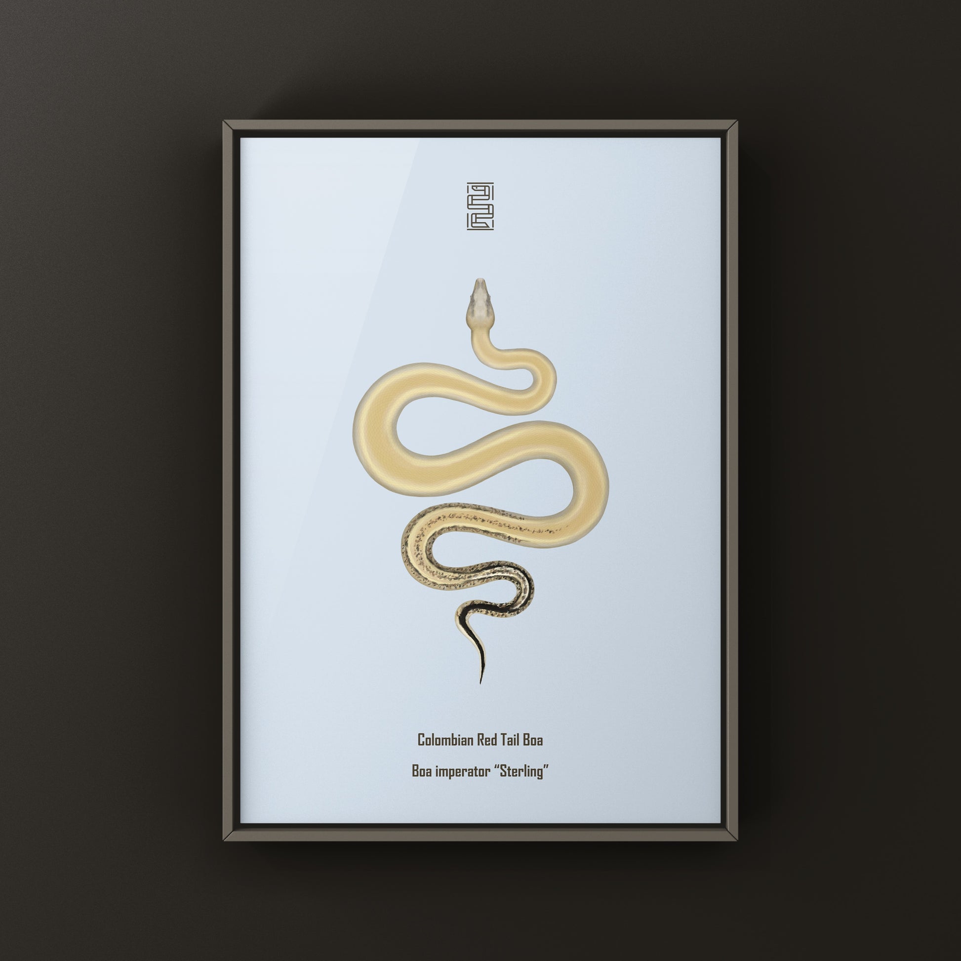 Sterling Colombian Red Tail Boa art print by The Silk Ranch featuring detailed boa imperator illustration on paper.