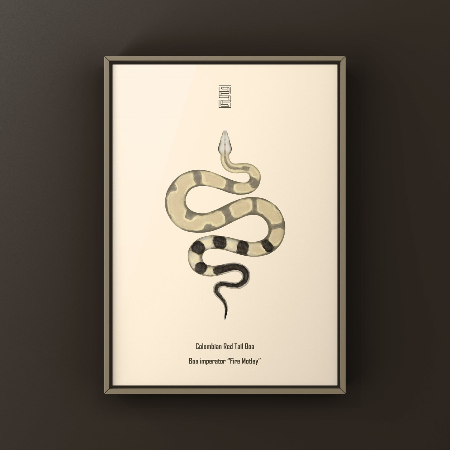 Colombian Red Tail Boa art print by The Silk Ranch featuring a detailed illustration of a Boa imperator on white background