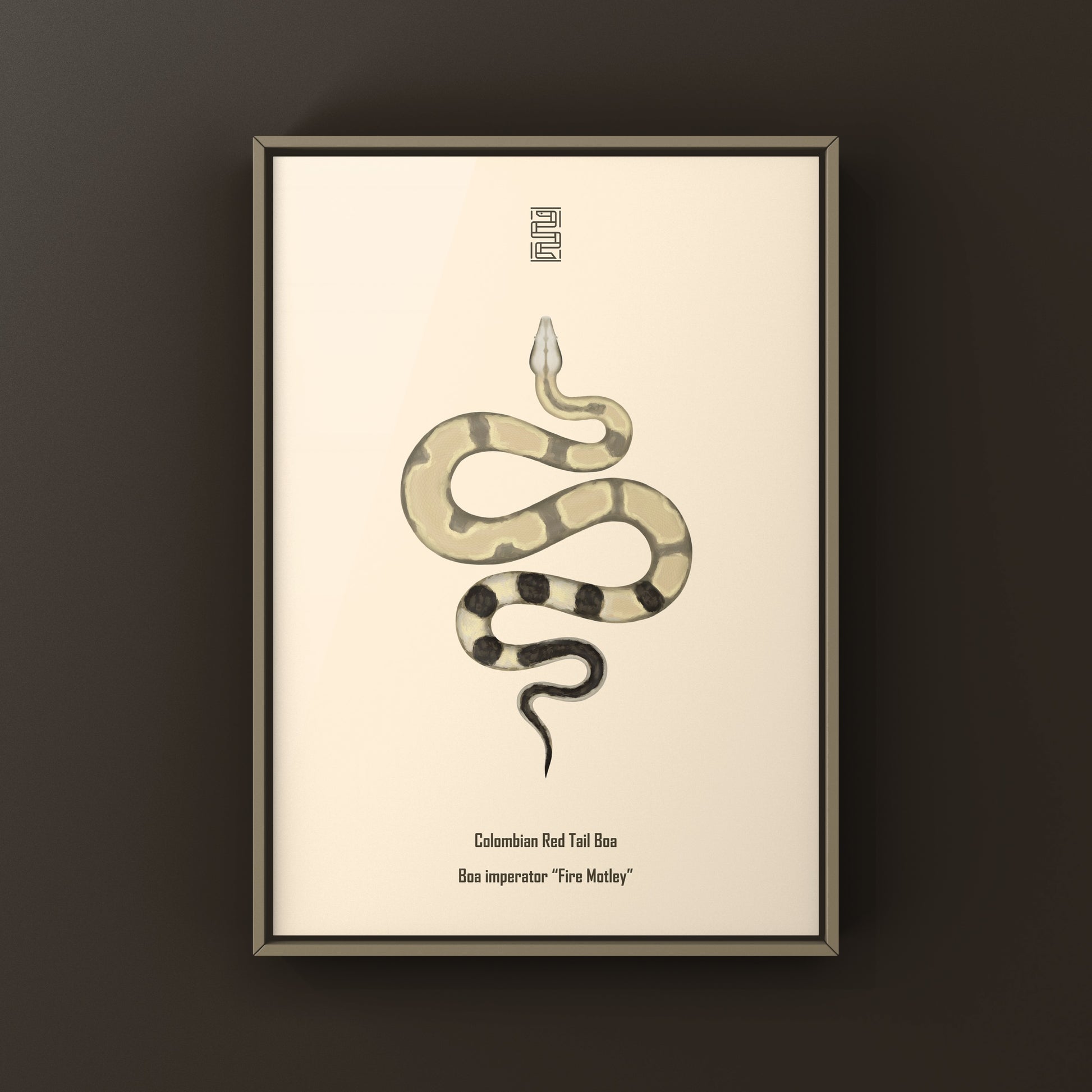 Colombian Red Tail Boa art print by The Silk Ranch featuring a detailed illustration of a Boa imperator on white background